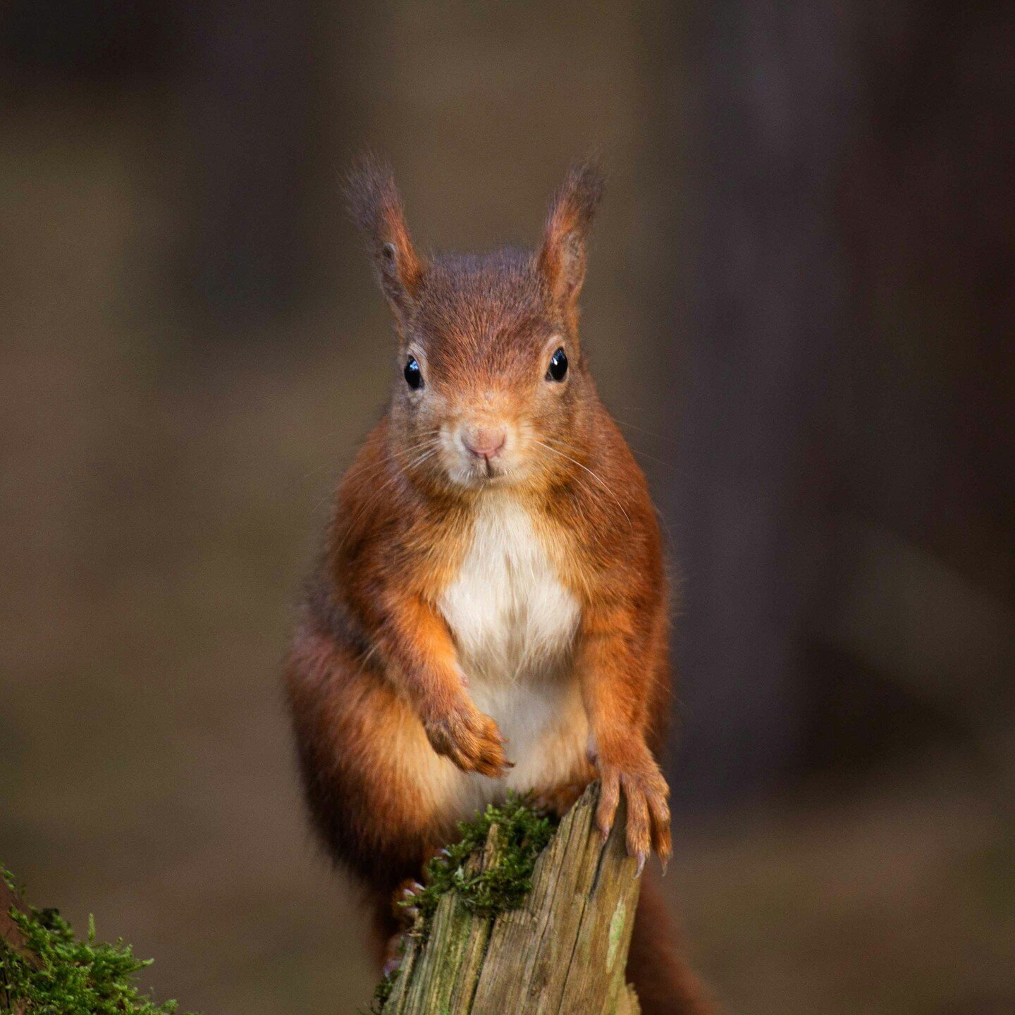 Red squirrels are one of #Scotland&rsquo;s most #loved #animals, and they are our only native #squirrel #species. #CaledonianRewilding 🐿️