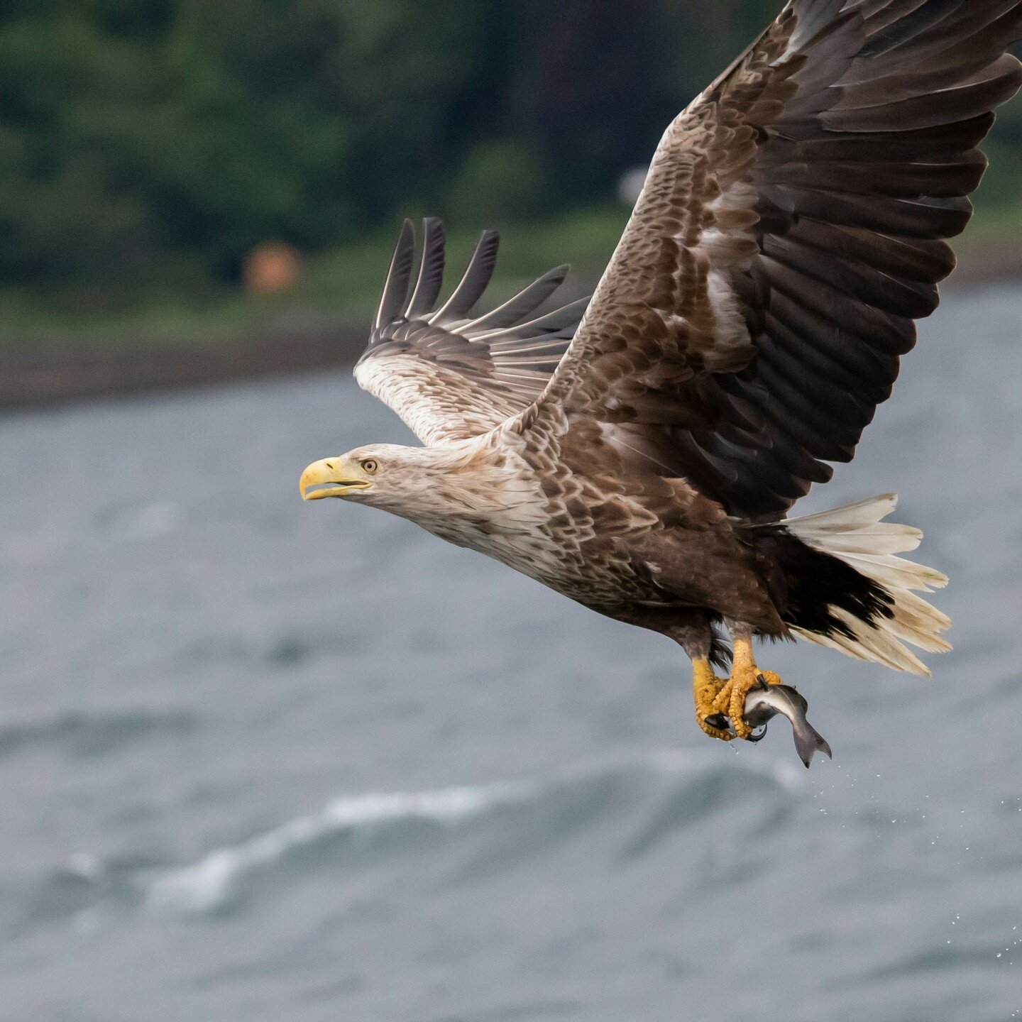 The white-tailed #eagle is an international #conservation success story. These superb #birds became extinct in #Britain in the early 1900s, but are now living here again after a re-introduction programme that brought chicks over from Norway to the is