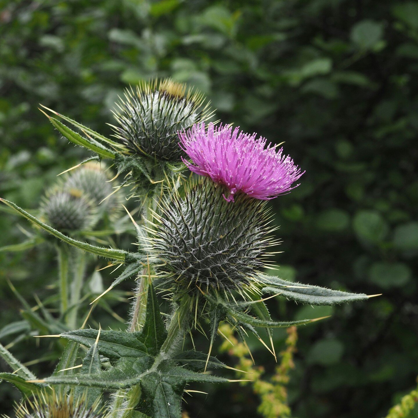 No one is truly sure of how the #thistle came to be #Scotland&rsquo;s national #flower. A well known story though attributes the thistle being chosen as the emblem of Scotland to the Battle of Largs, Ayrshire in the 13th century. A #Norse army journe