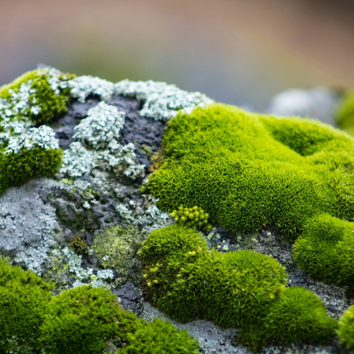 #Mosses and liverworts are everywhere in #Scotland, adding #colour and interest to both the most mundane and the most extreme of #habitats. #CaledonianRewilding 🌿 🐿️