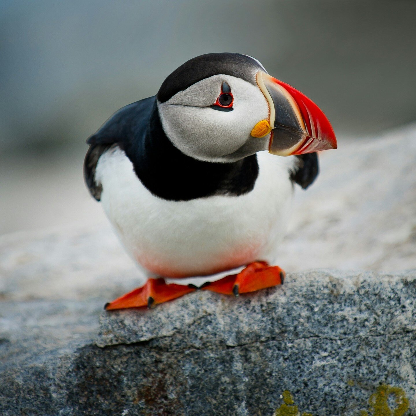 #Puffins are one of #Scotland's most beloved #seabirds. These cute and colorful #creatures are known for their distinctive appearance, with their brightly colored beaks and eye-catching plumage. They can be found in various locations throughout Scotl