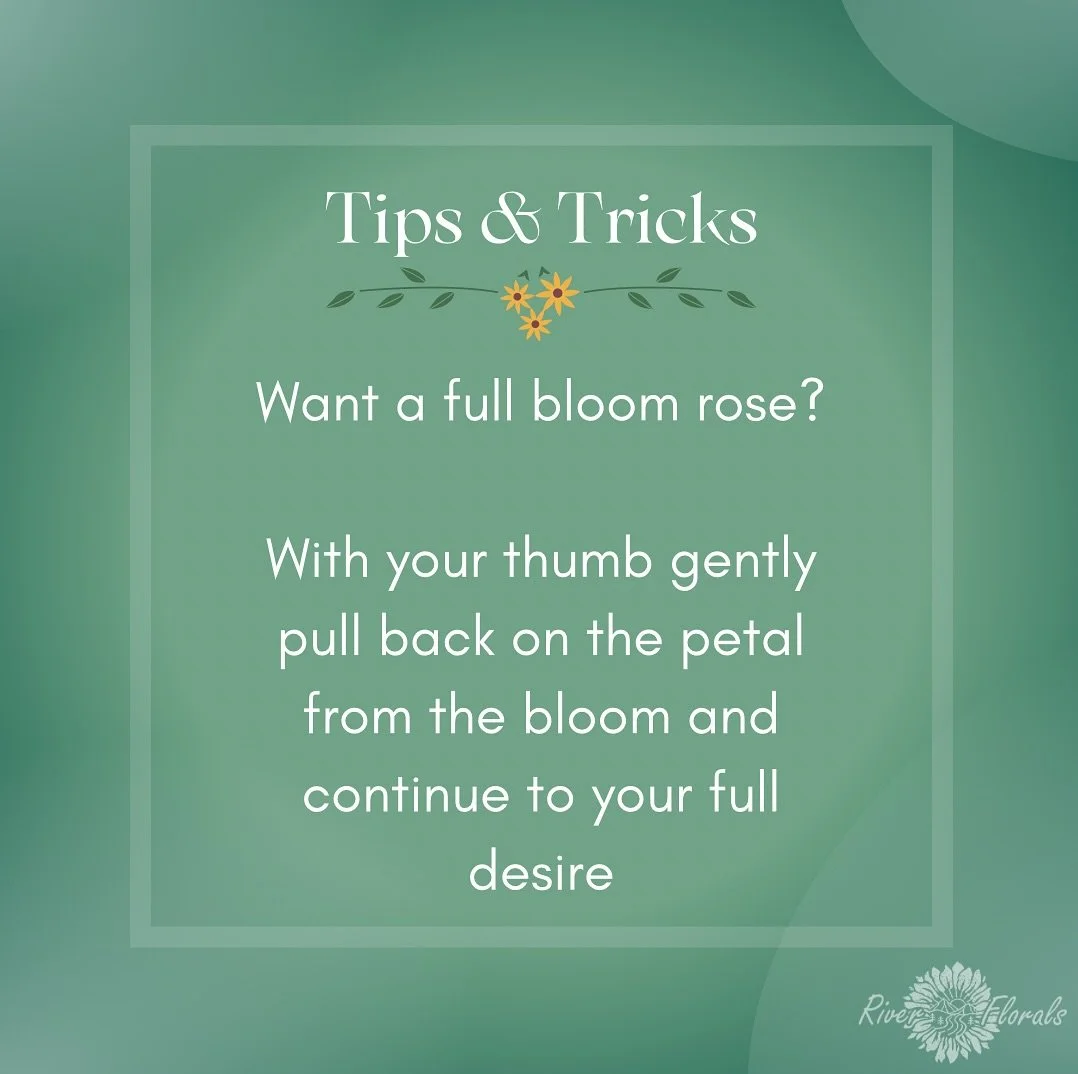 Every wonder how some roses look so big while others are super tight? 

Use this trick to help make your desired arrangement more full! 

#Riverflorals #calgaryflorist #floristry #floristic #floraldesign #flowertipsandtricks #floraltipsandtricks
