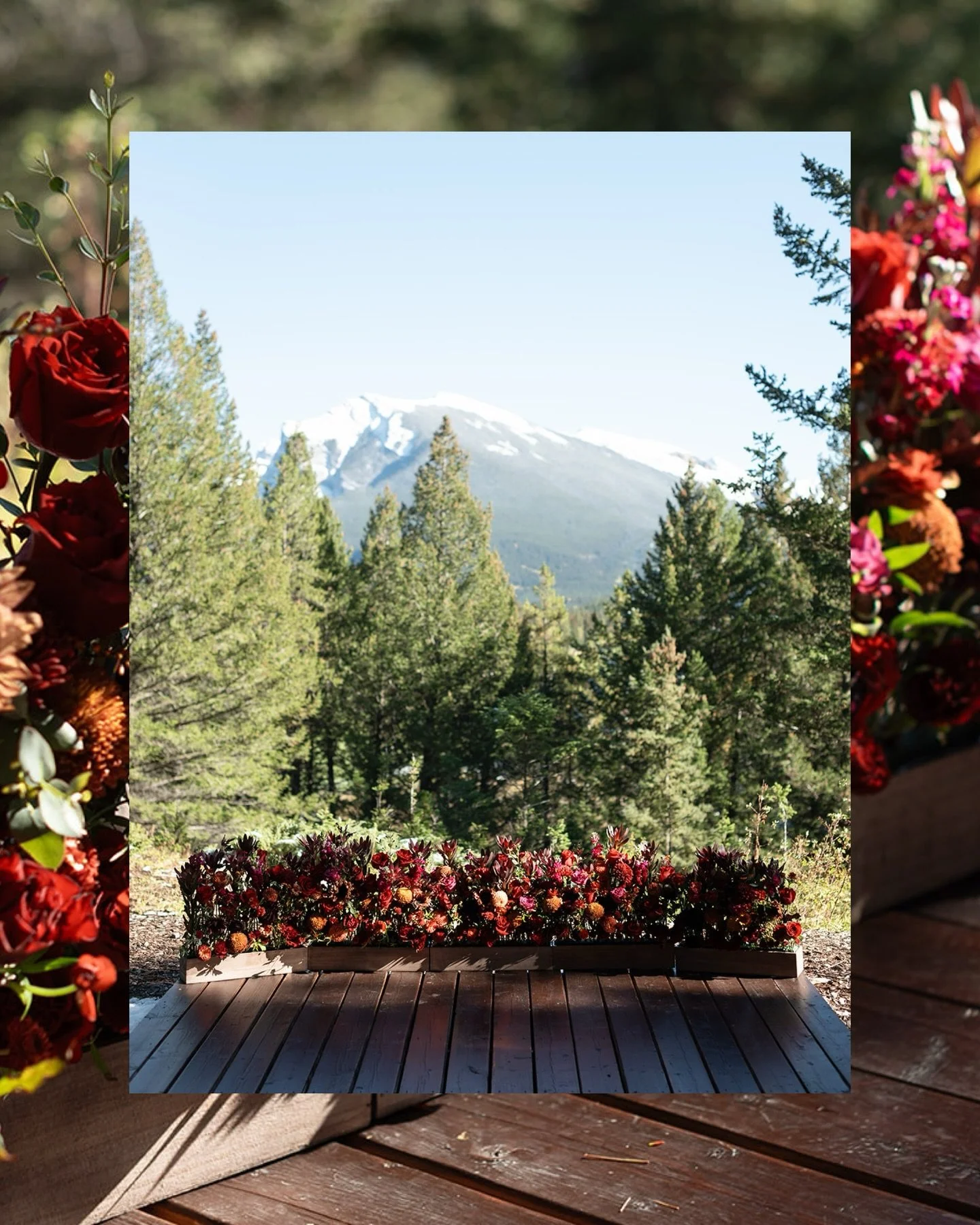 10.05.25&hearts;️

The day a florist brought her dreams to life for her own wedding!

And the best part, all the gorgeous dahlias were from a local farmer @sarahscutflowers &hearts;️

#calgaryweddingflorist #canmoreweddingflorist