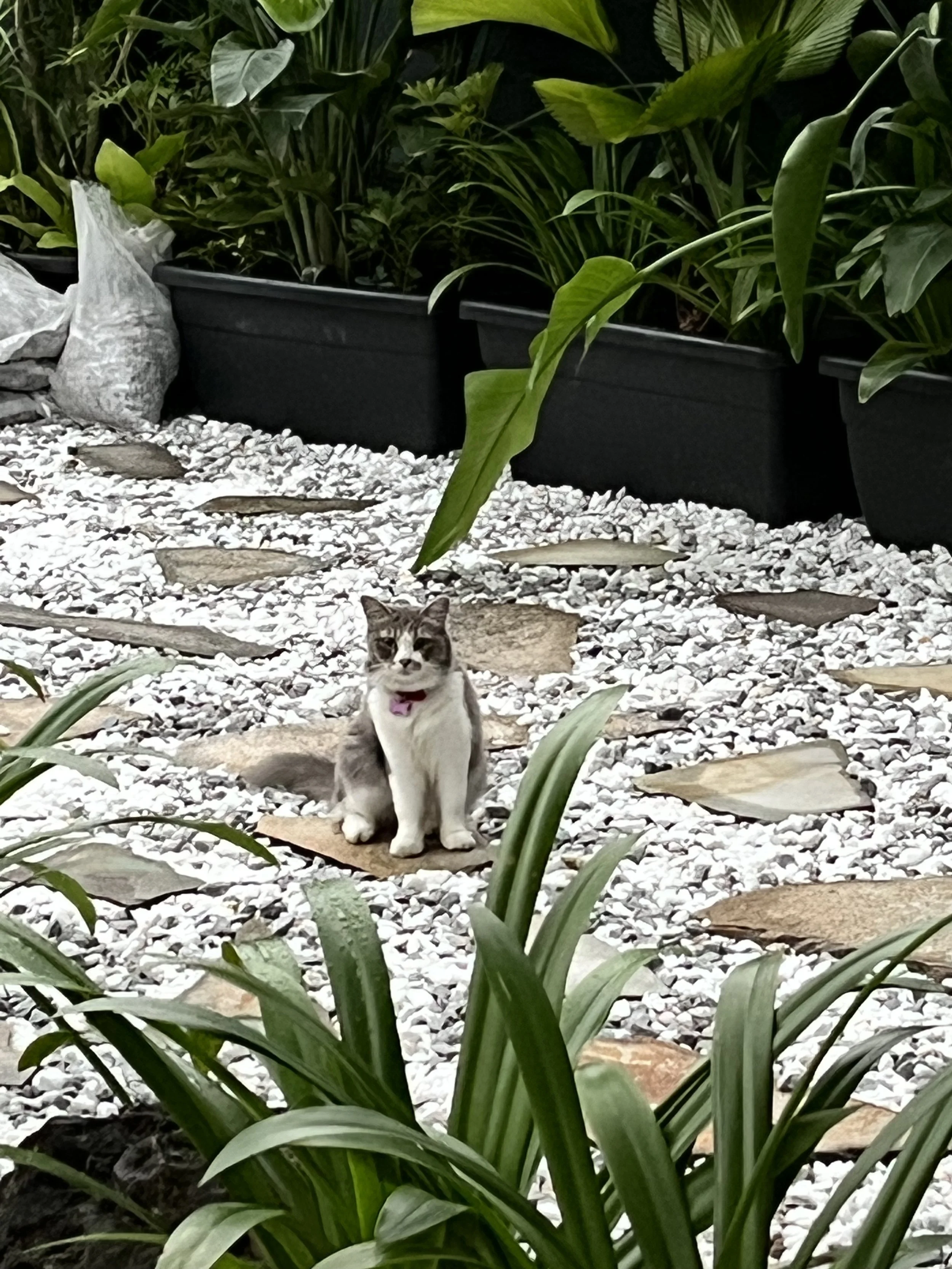 Renovation: Singapore