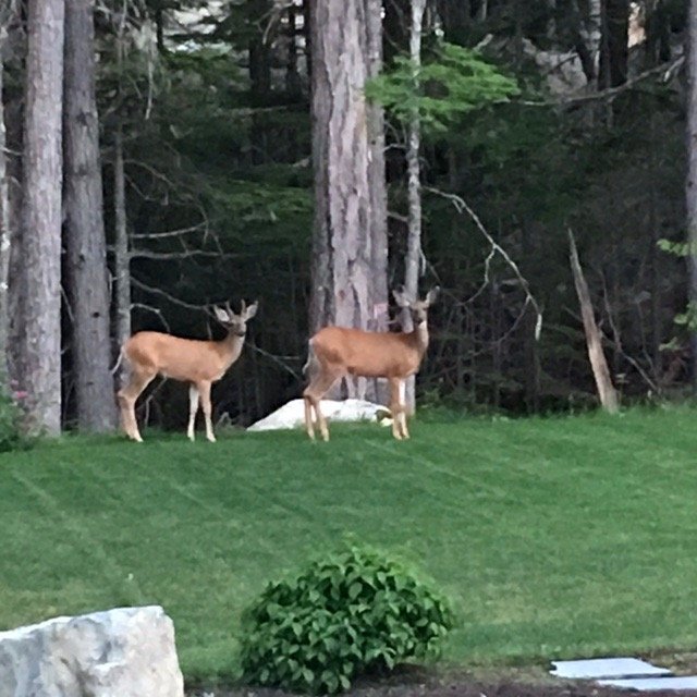 deer1.jpg