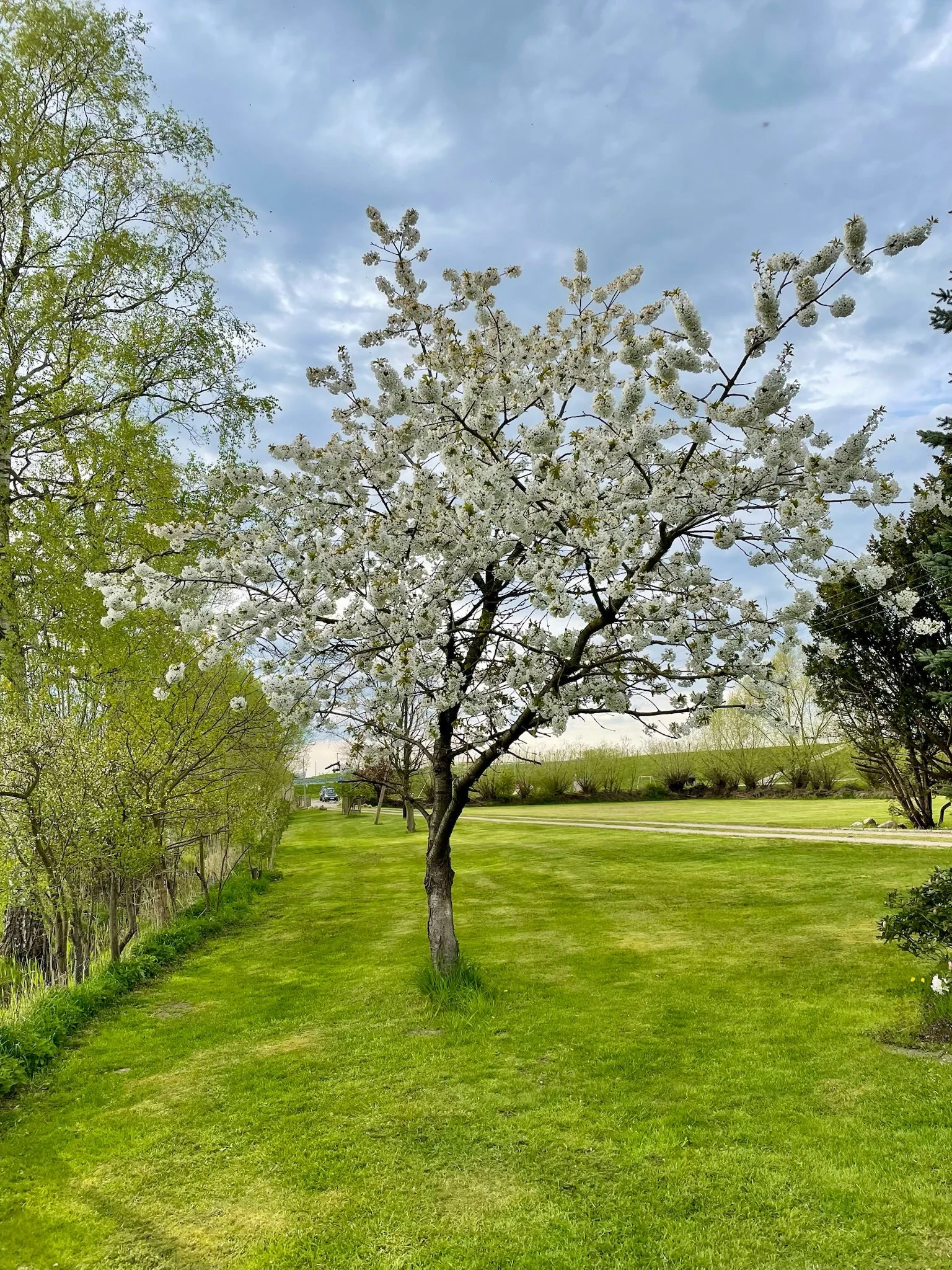 Blühender Obstbaum im weitläufigen Garten der Elbe04 Location am Elbdeich