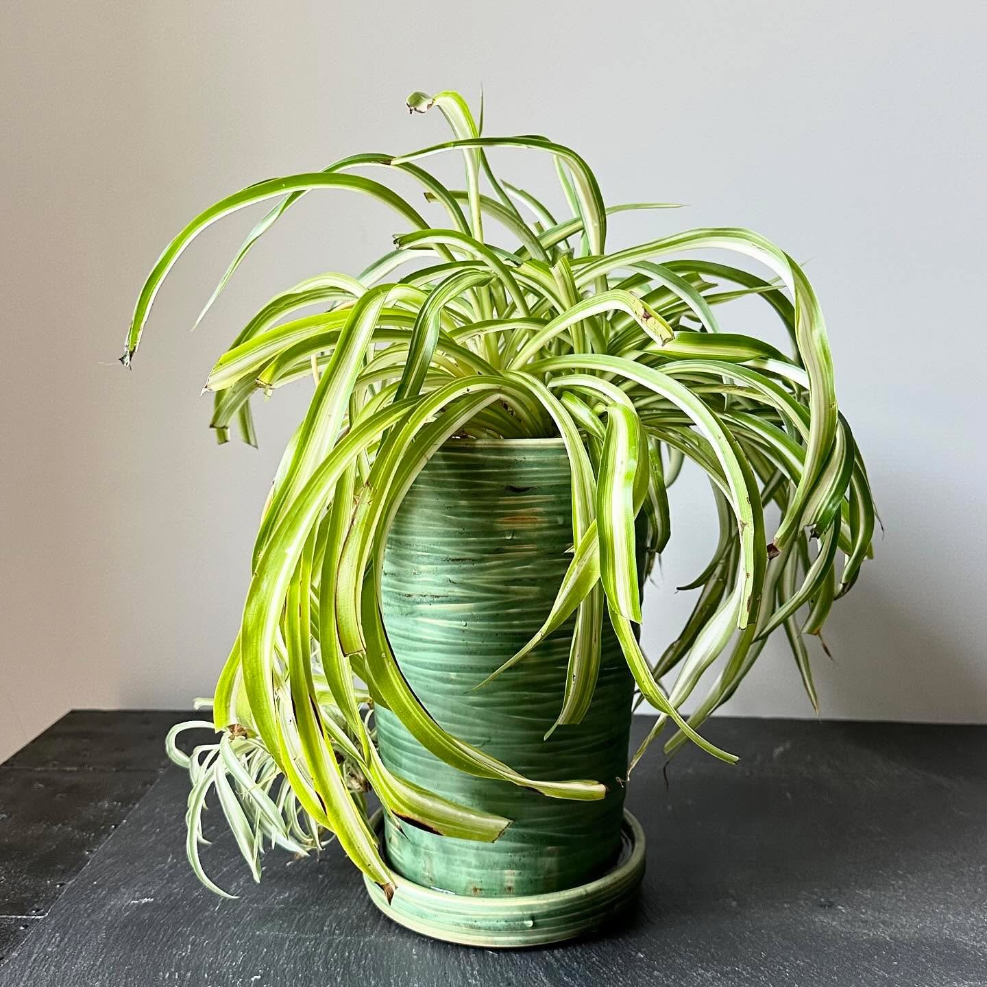 My curly spider plant literally busted out of its old terra cotta pot, so I threw a new one in white stoneware and glazed it in my favorite green. It&rsquo;s not the prettiest plant&mdash;my cats love to nibble it. But this tall pot gives it some roo