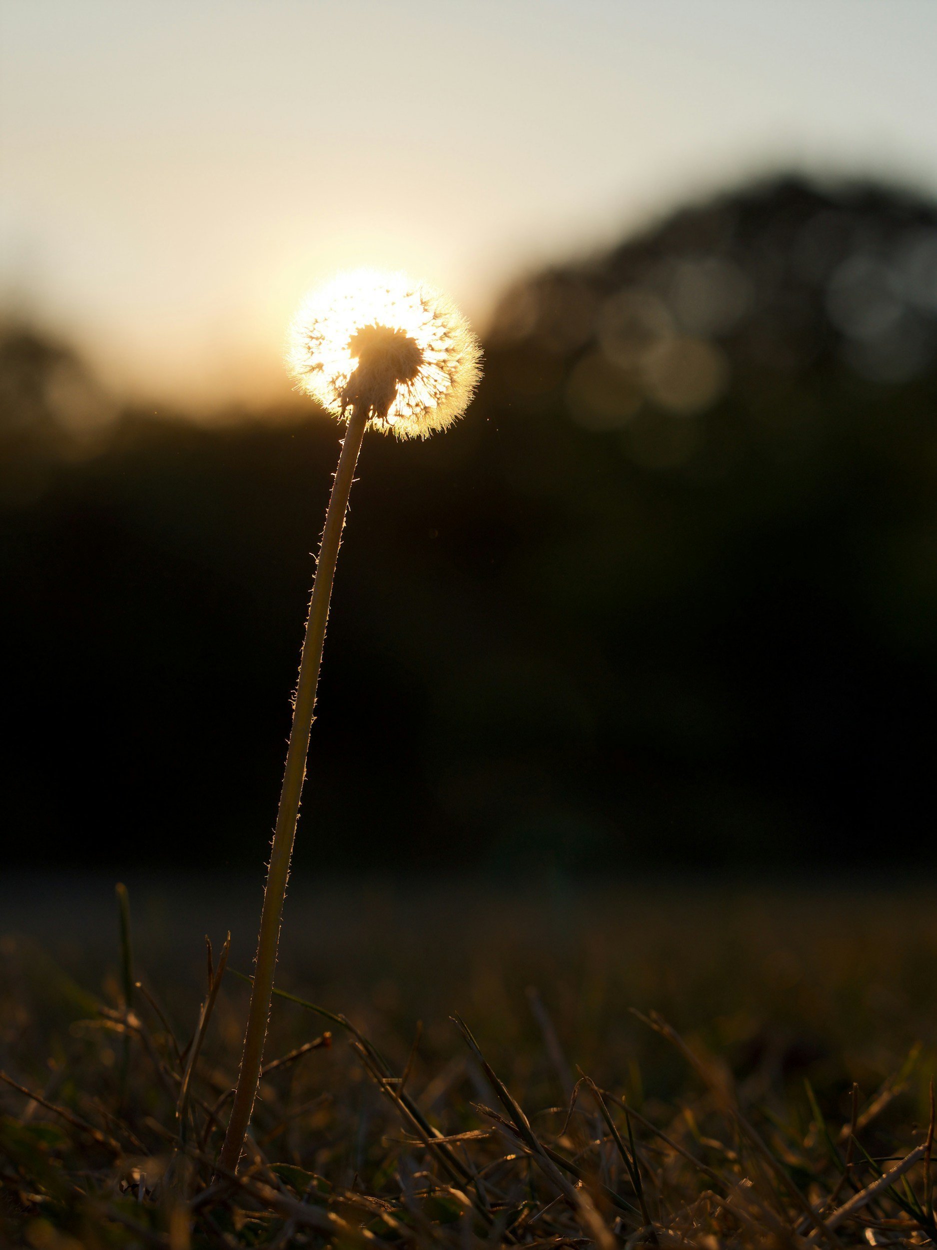 || Maybe Tomorrow ||