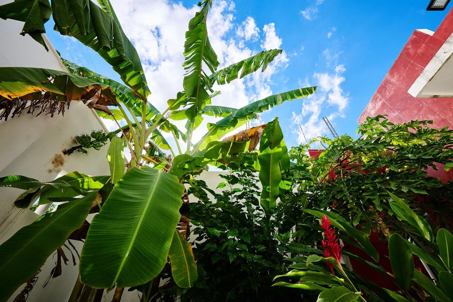 🪴 🌴 Banana trees and the garden.
📷 Nikon Z8 + Z 14-24 mm f2.8 S

#nature_obsession #plantsmakemehappy #m&eacute;xico #m&eacute;rida