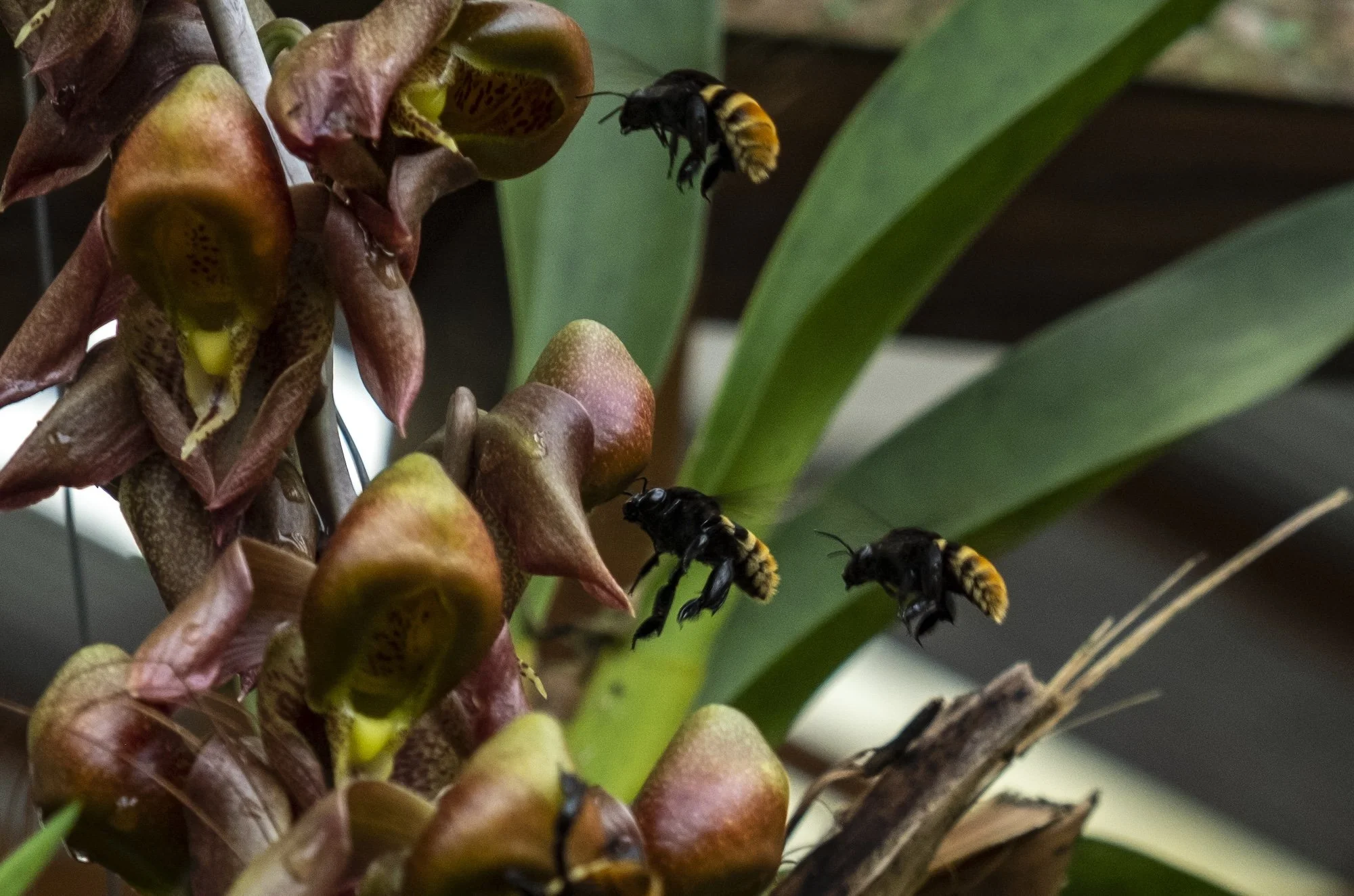 Stingless Bees — api agricultura