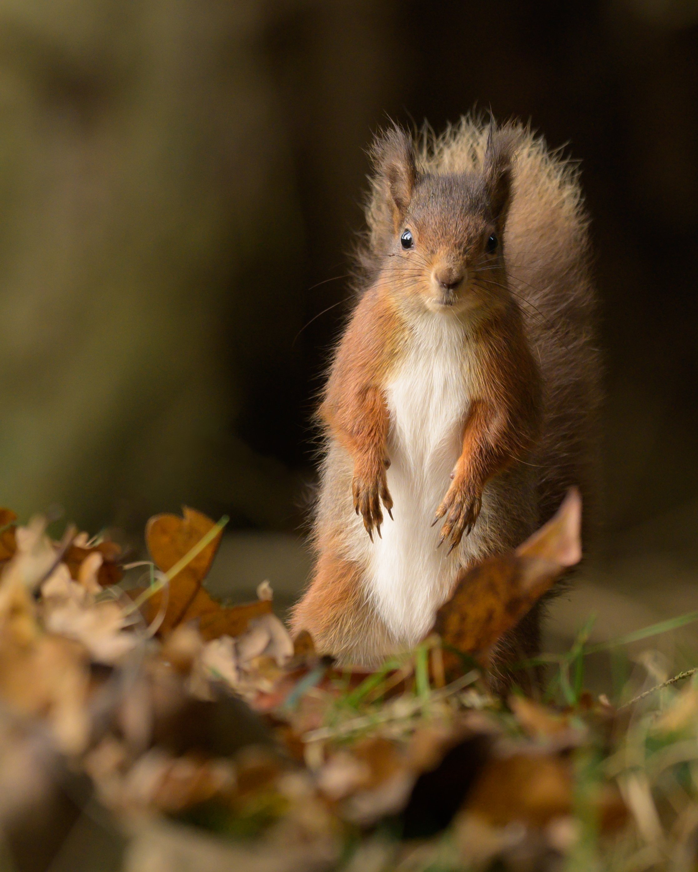 Red Squirrel in autumn