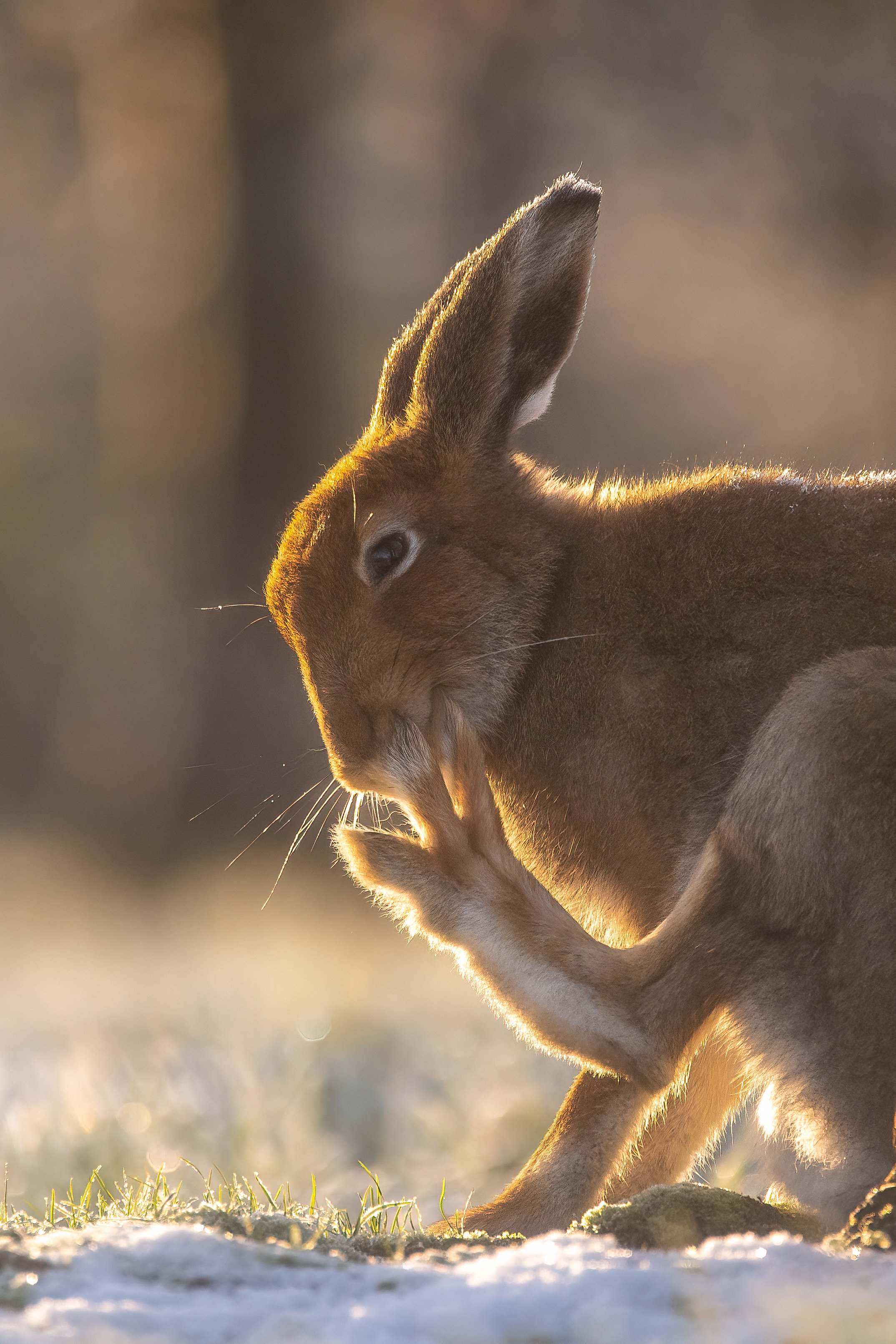 Irish Hare having a scratch
