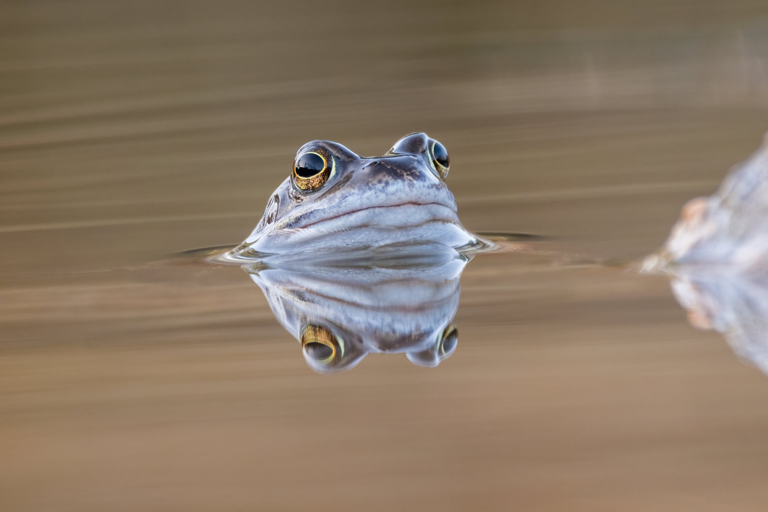 Froggy Reflections
