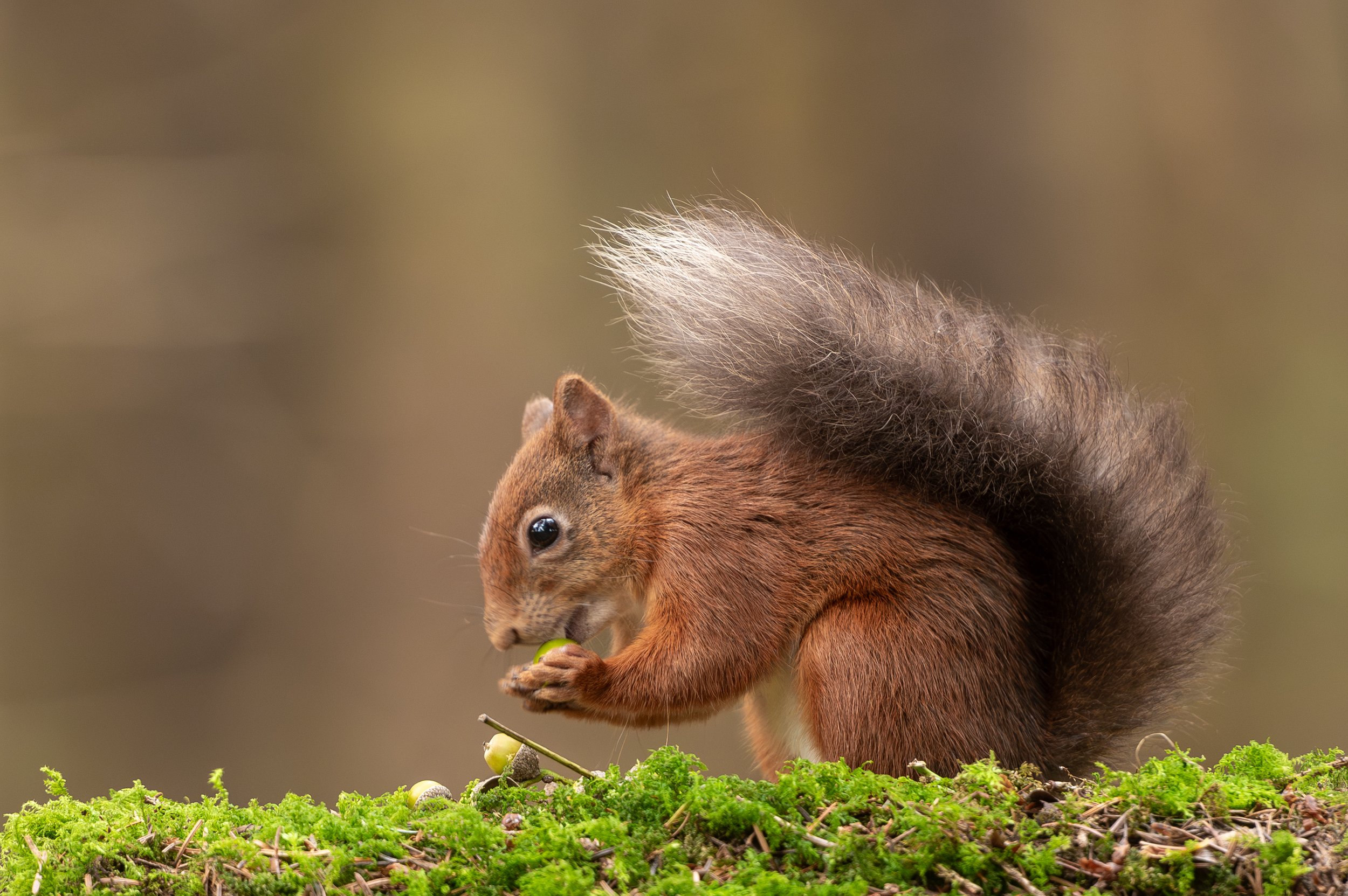Red Squirrel with acorns (2)