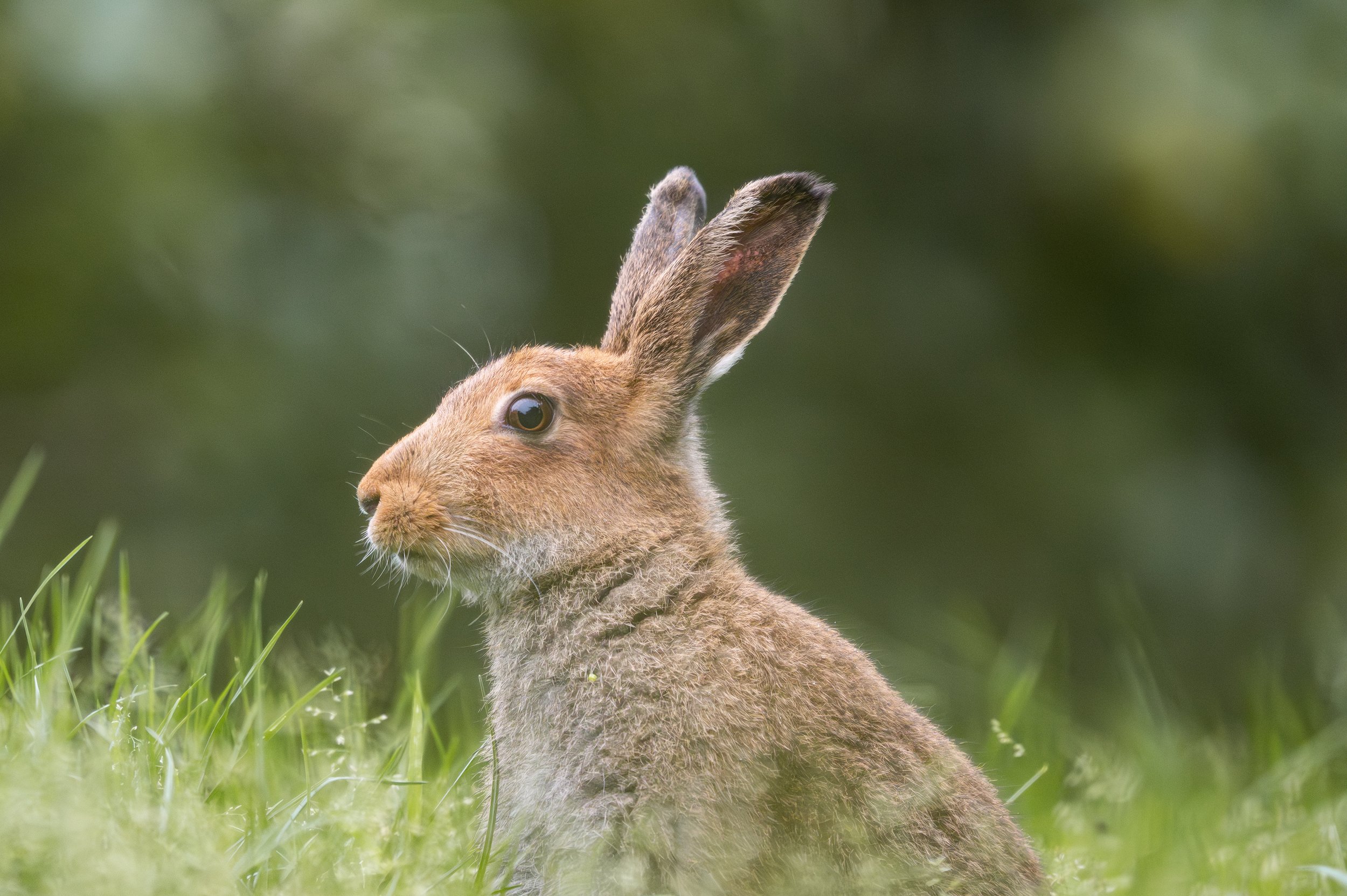 Irish Hare portrait