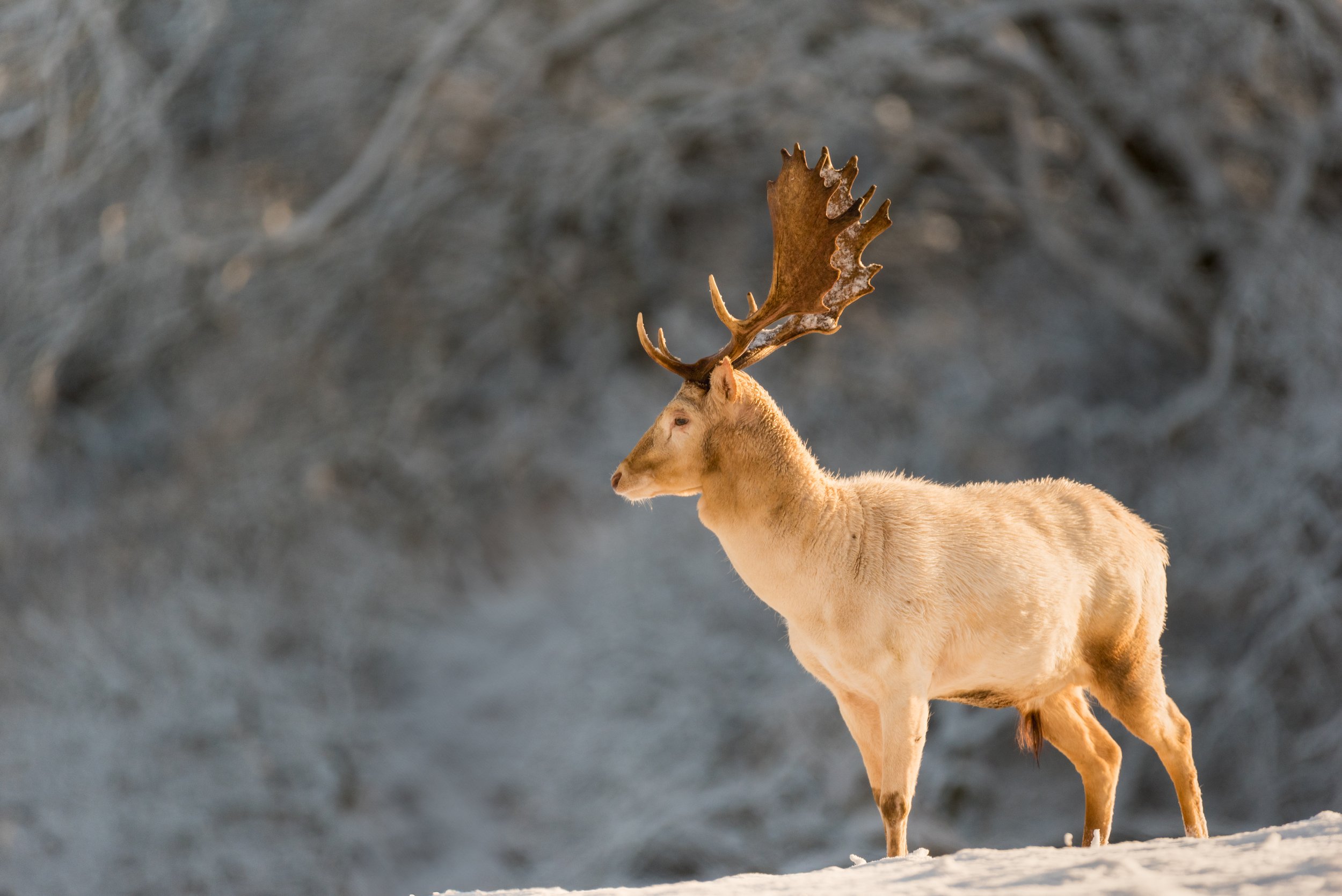 White Fallow Deer buck