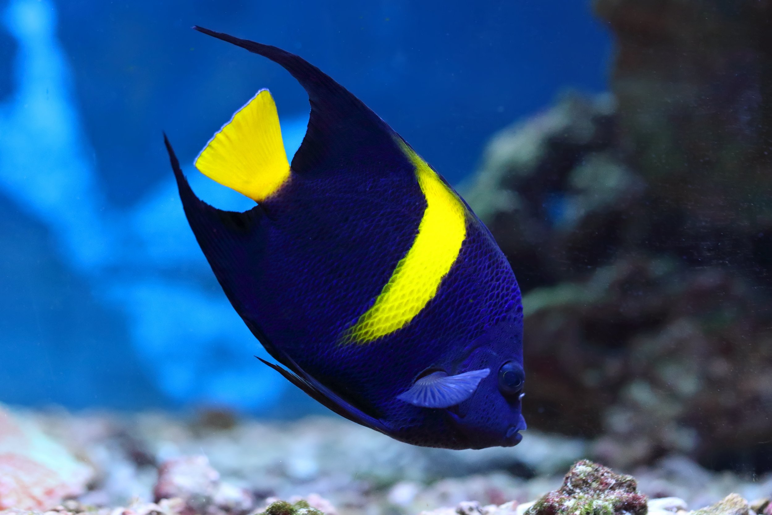 Asfur Angelfish 6" - Sold Out