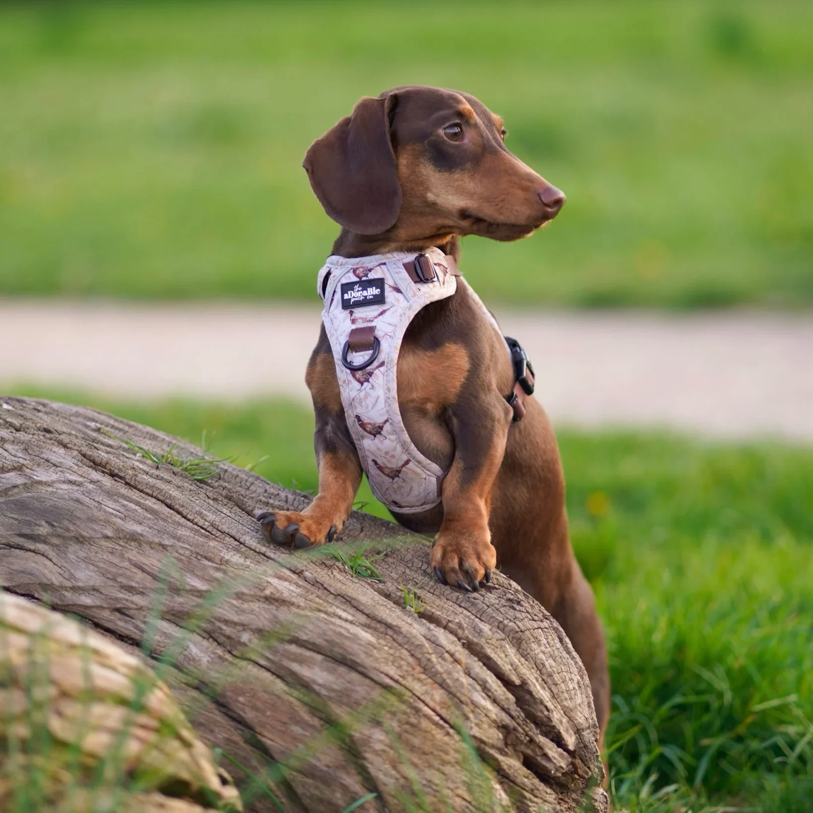 FarmlandPheasantSauseageDog.webp