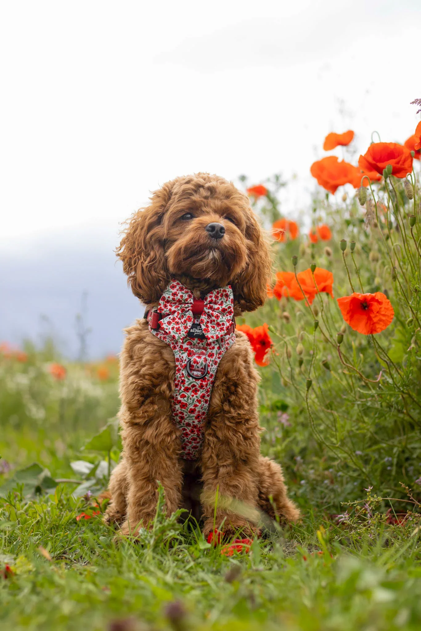 PaintedPoppiesPoo.webp