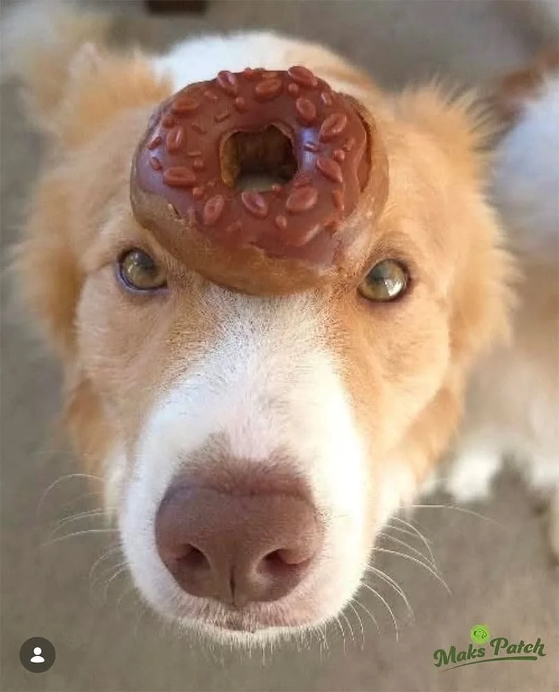 donutondog_808x1000.jpg