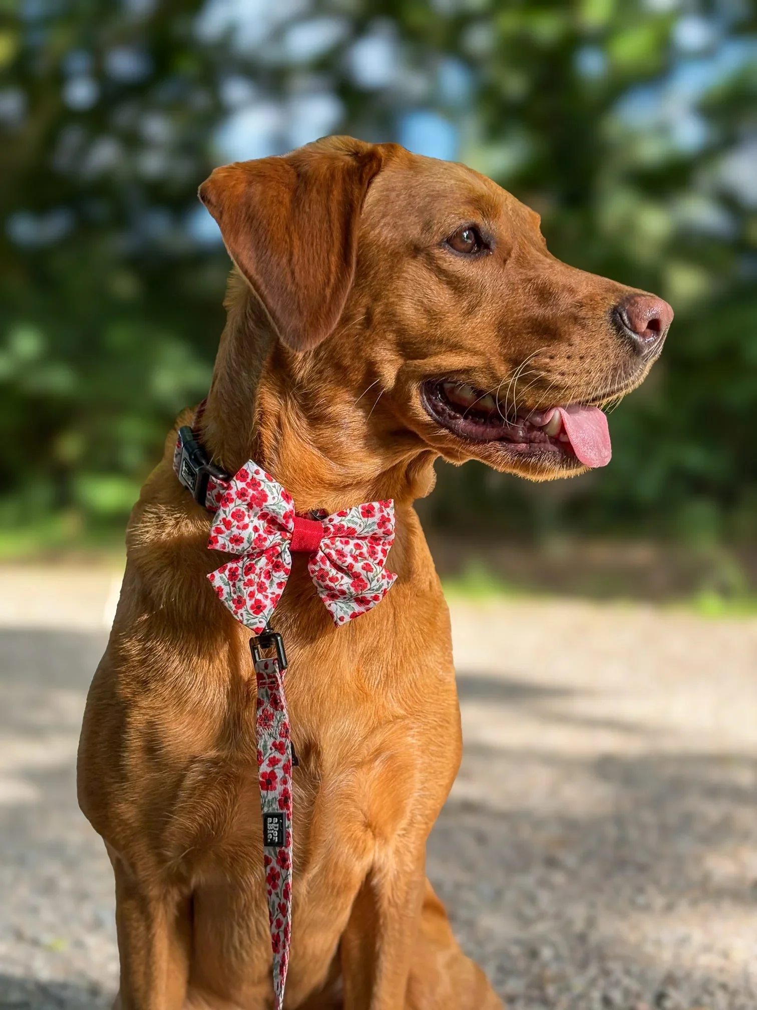 Dog Sailor Bow Tie – Painted Poppies by The aDoraBle Pooch Company