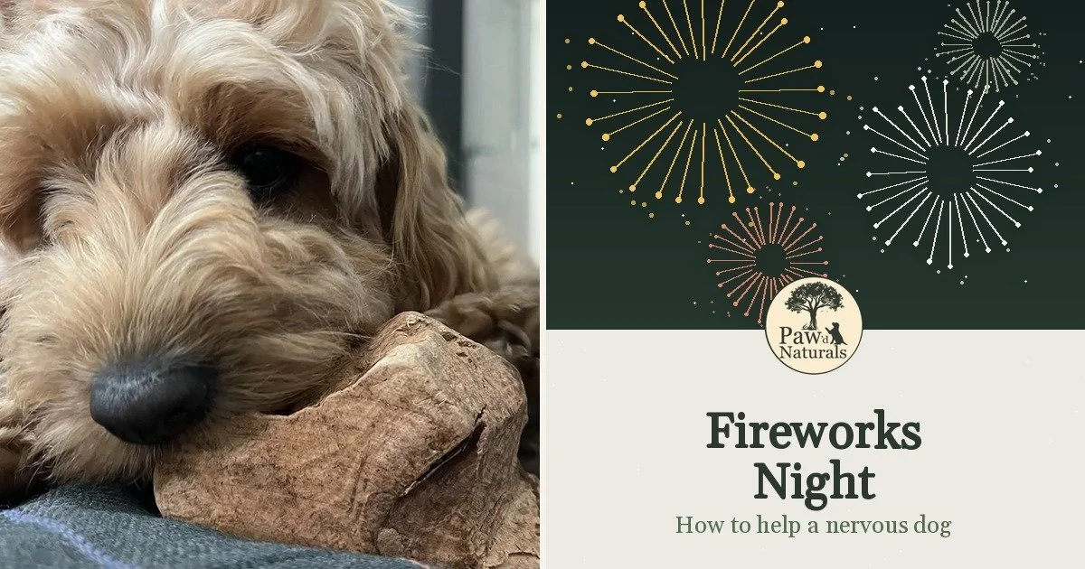 Fireworks Night: How to Help a Nervous Dog