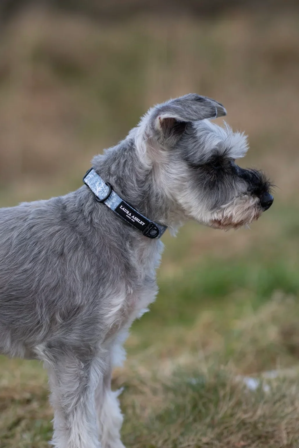 ShepherdsPurseCollarSch.webp
