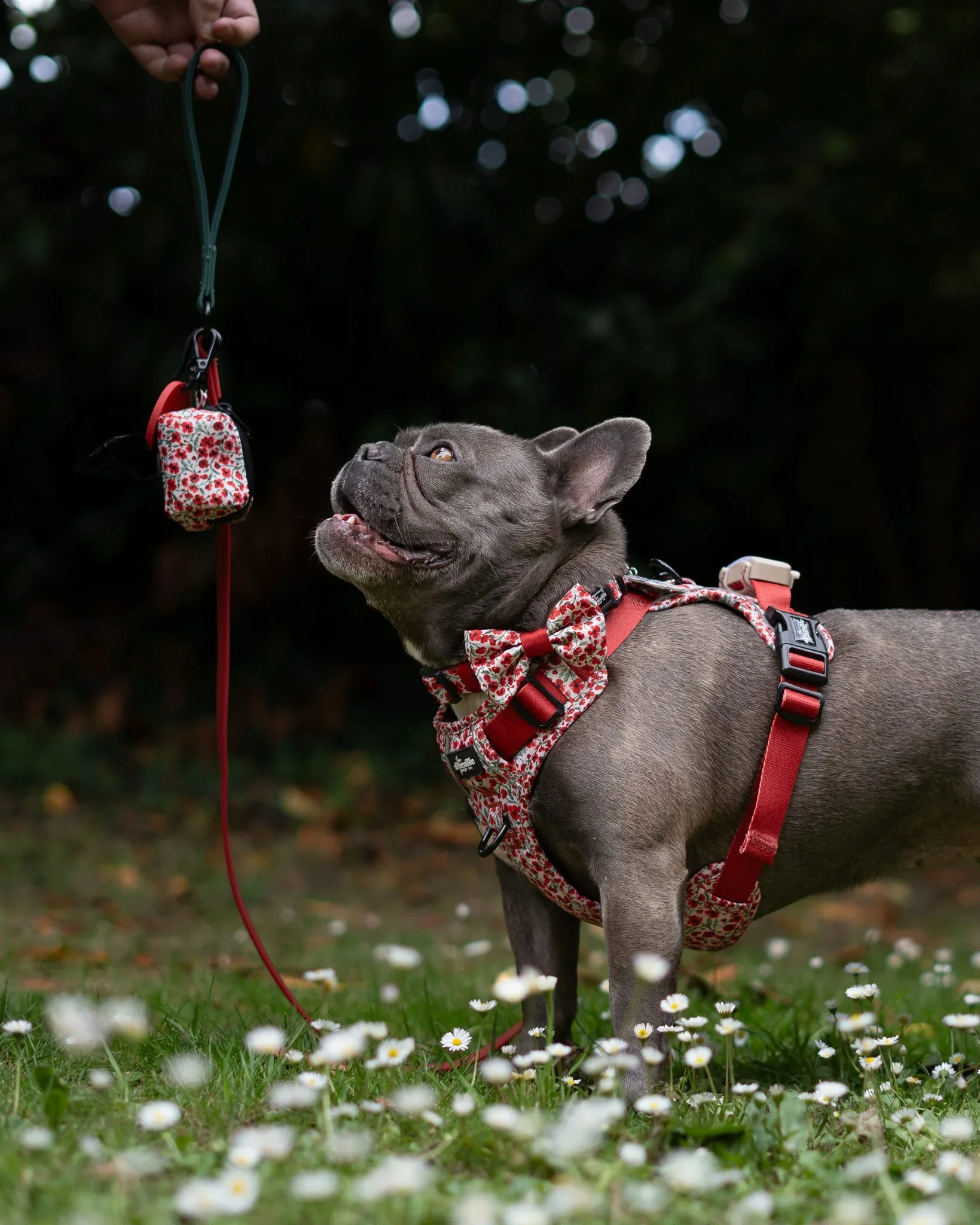 PaintedPoppiesFrenchie.webp