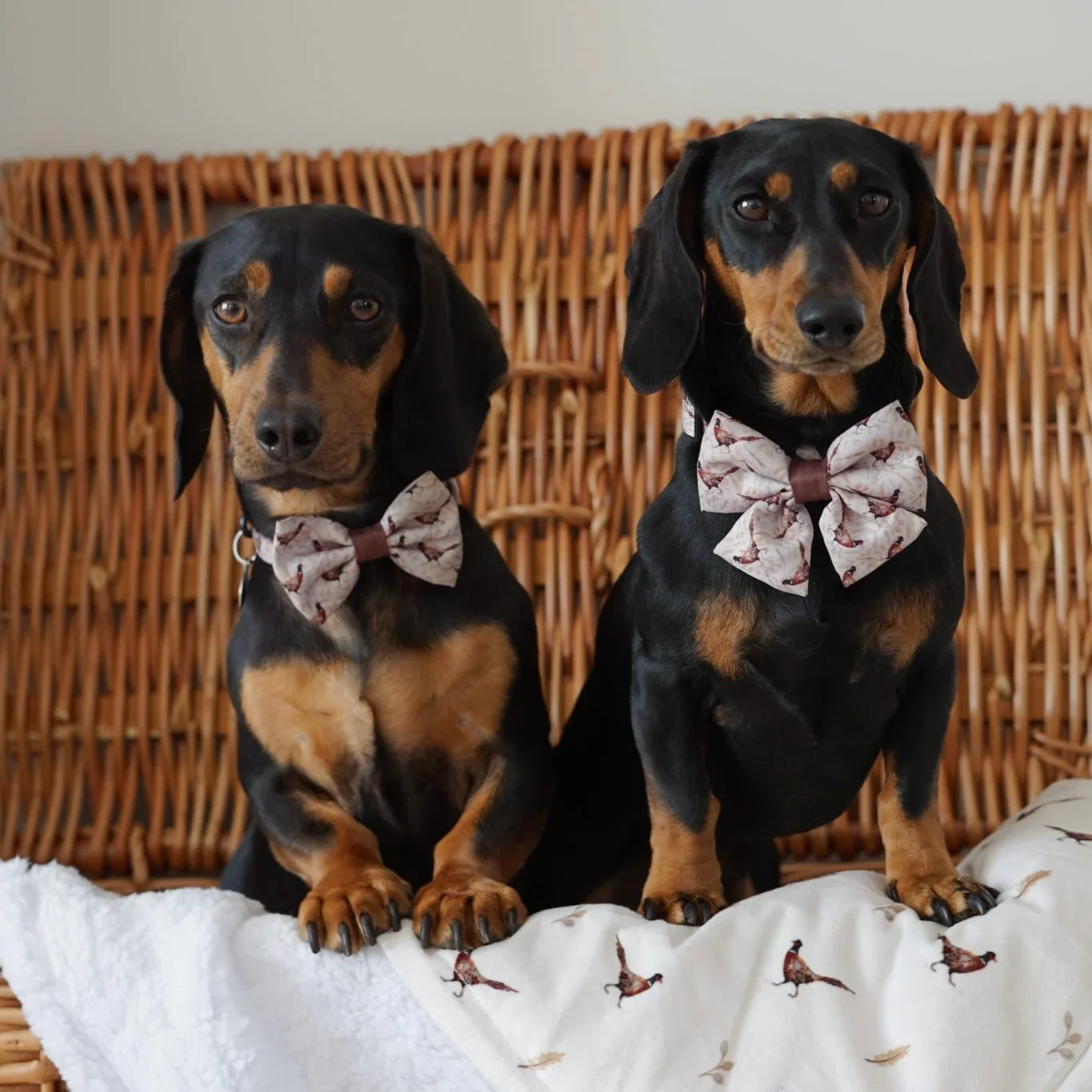 FarmyardPheasantDaschundBowTie pair.webp