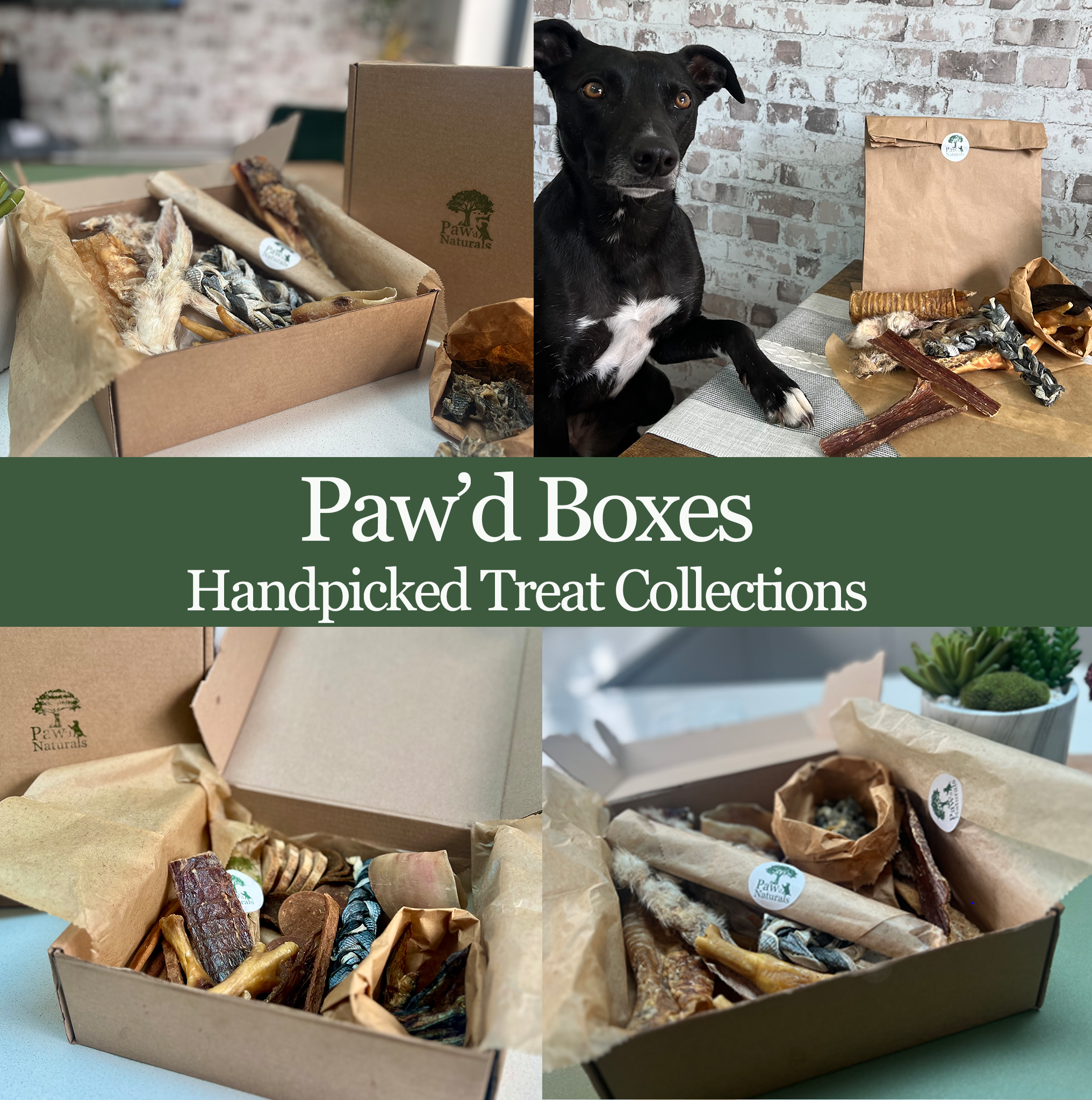 PawdBoxes.png