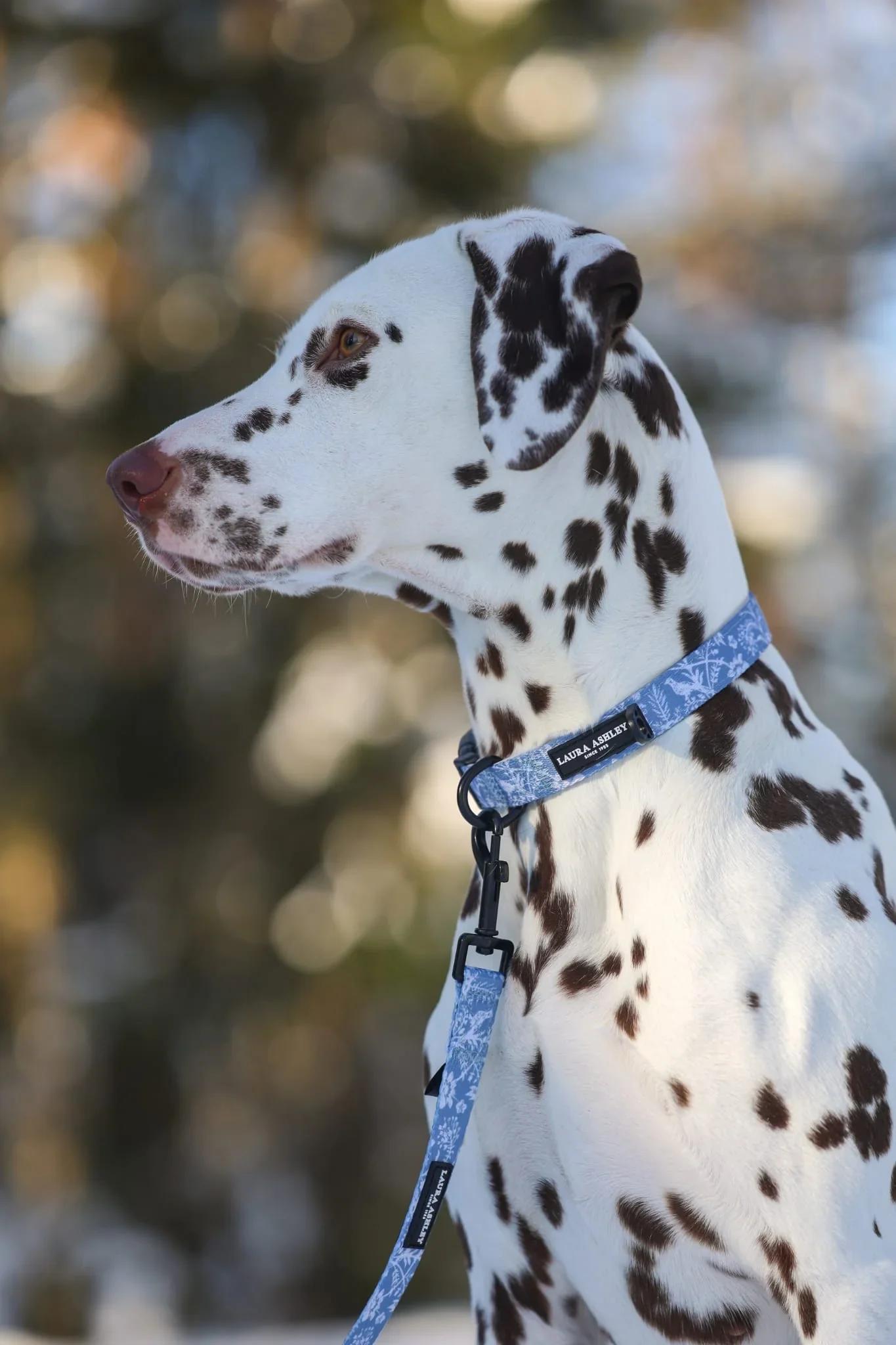 ShepherdsPurseCollarDalmatian.webp