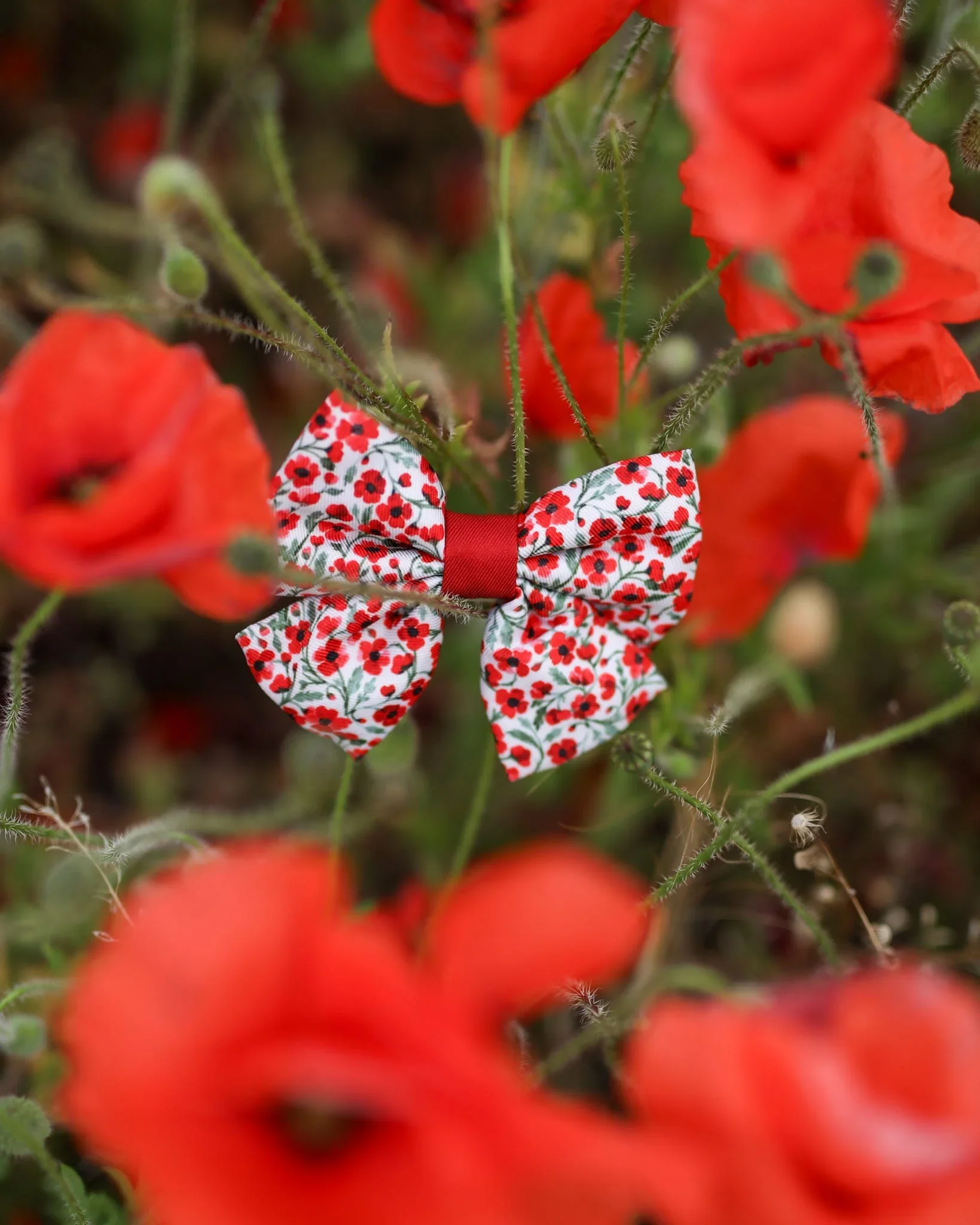 PaintedPoppiesBoxNature.webp