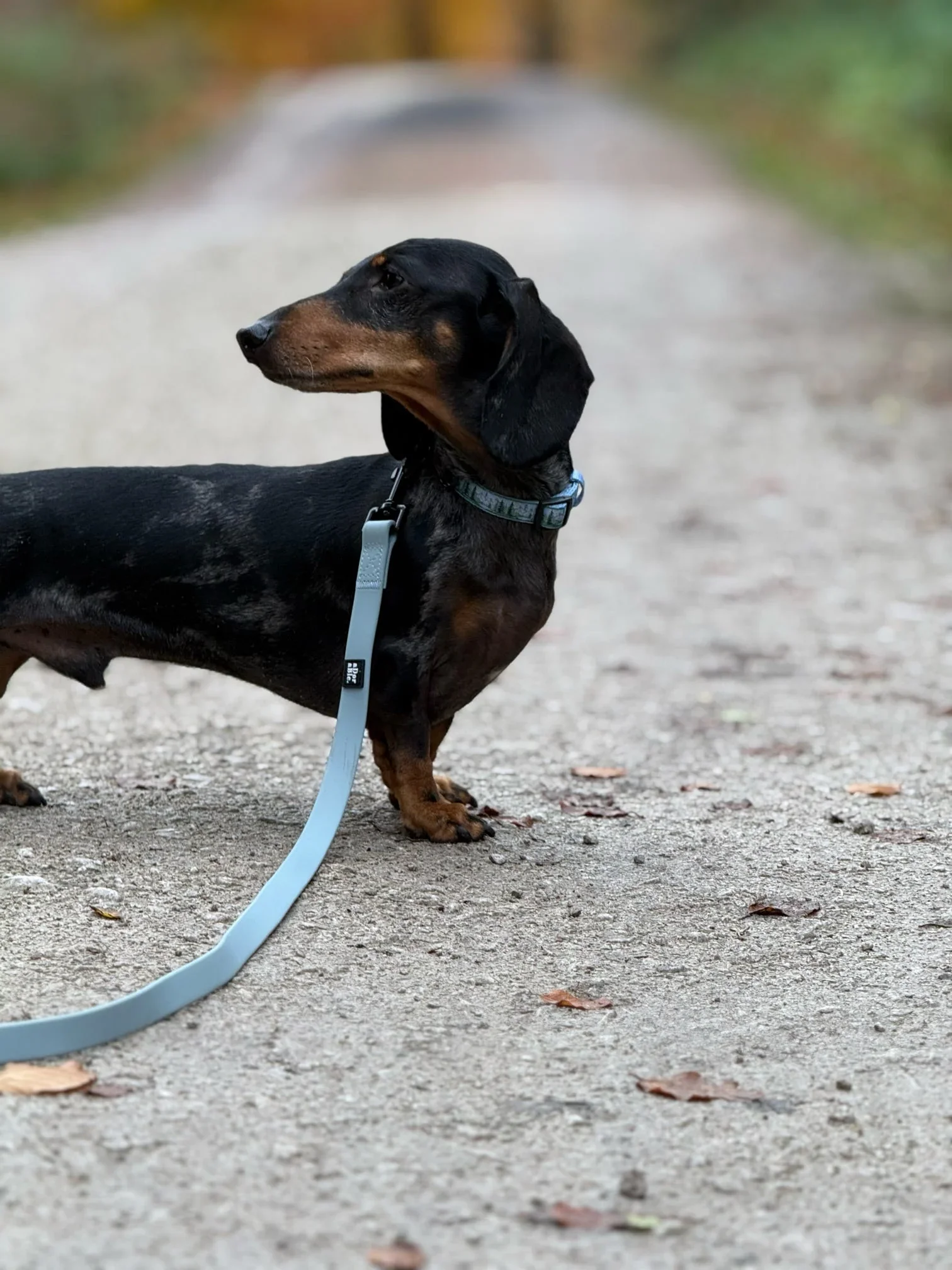 HydroFlexDogLeadSkyBlueDasch.webp