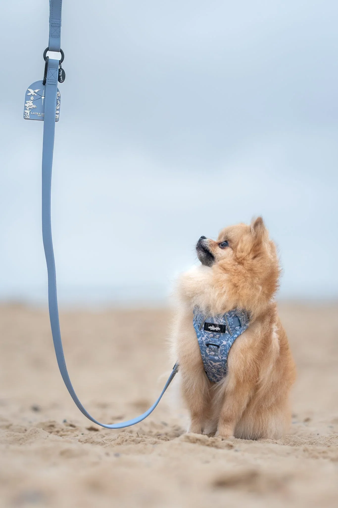 ShepherdsPurseChih.webp