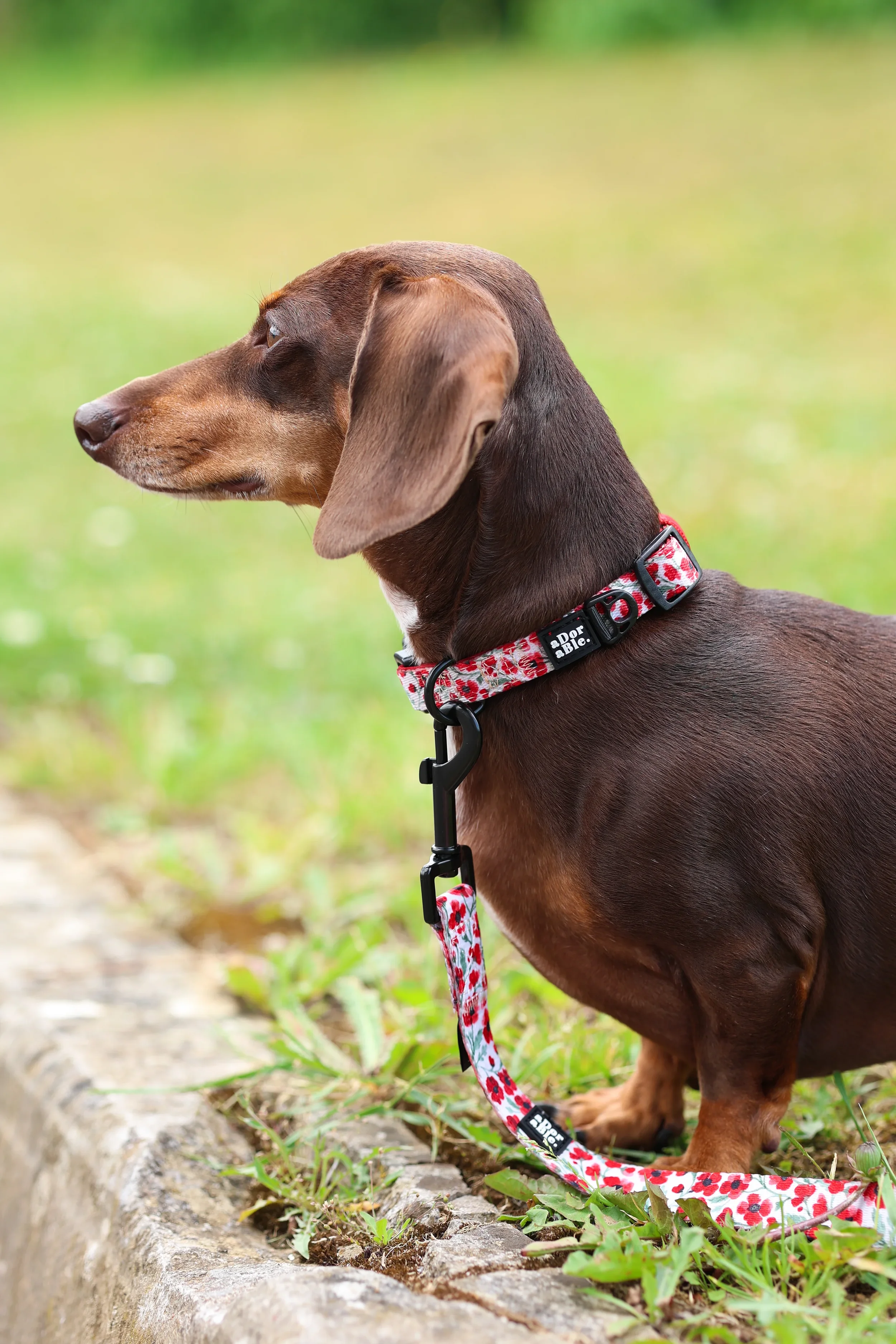 PaintedPoppiesCollarDaschund.webp