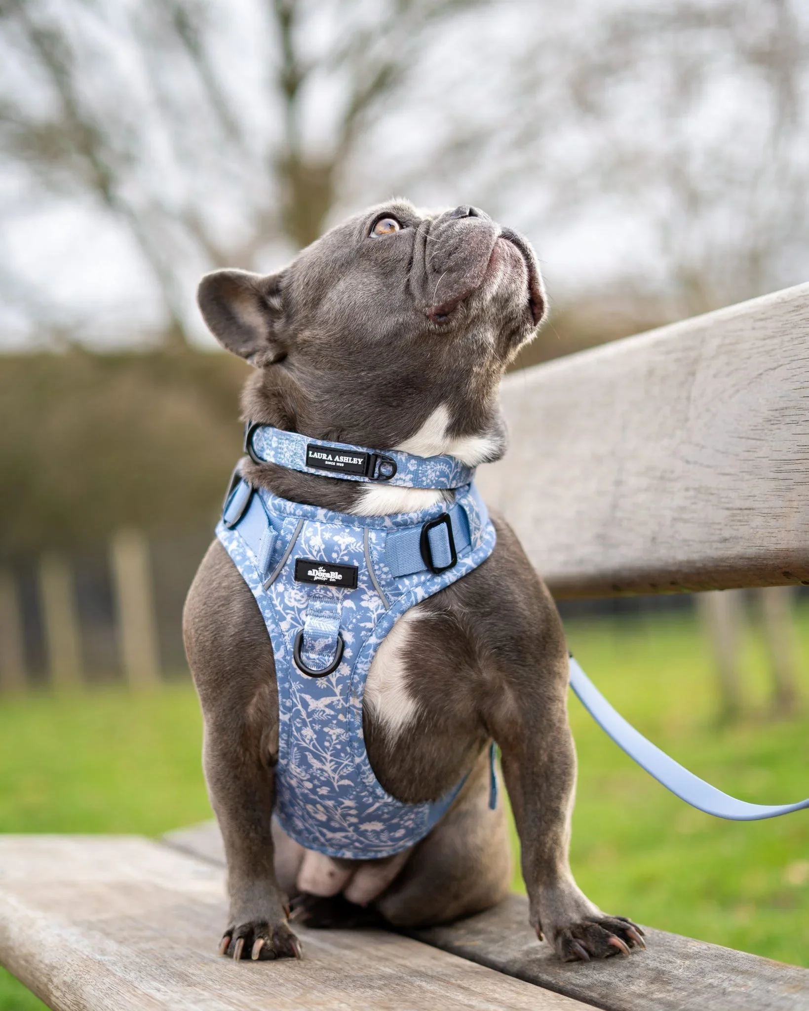 ShepherdsPurseCollarFrenchi.webp