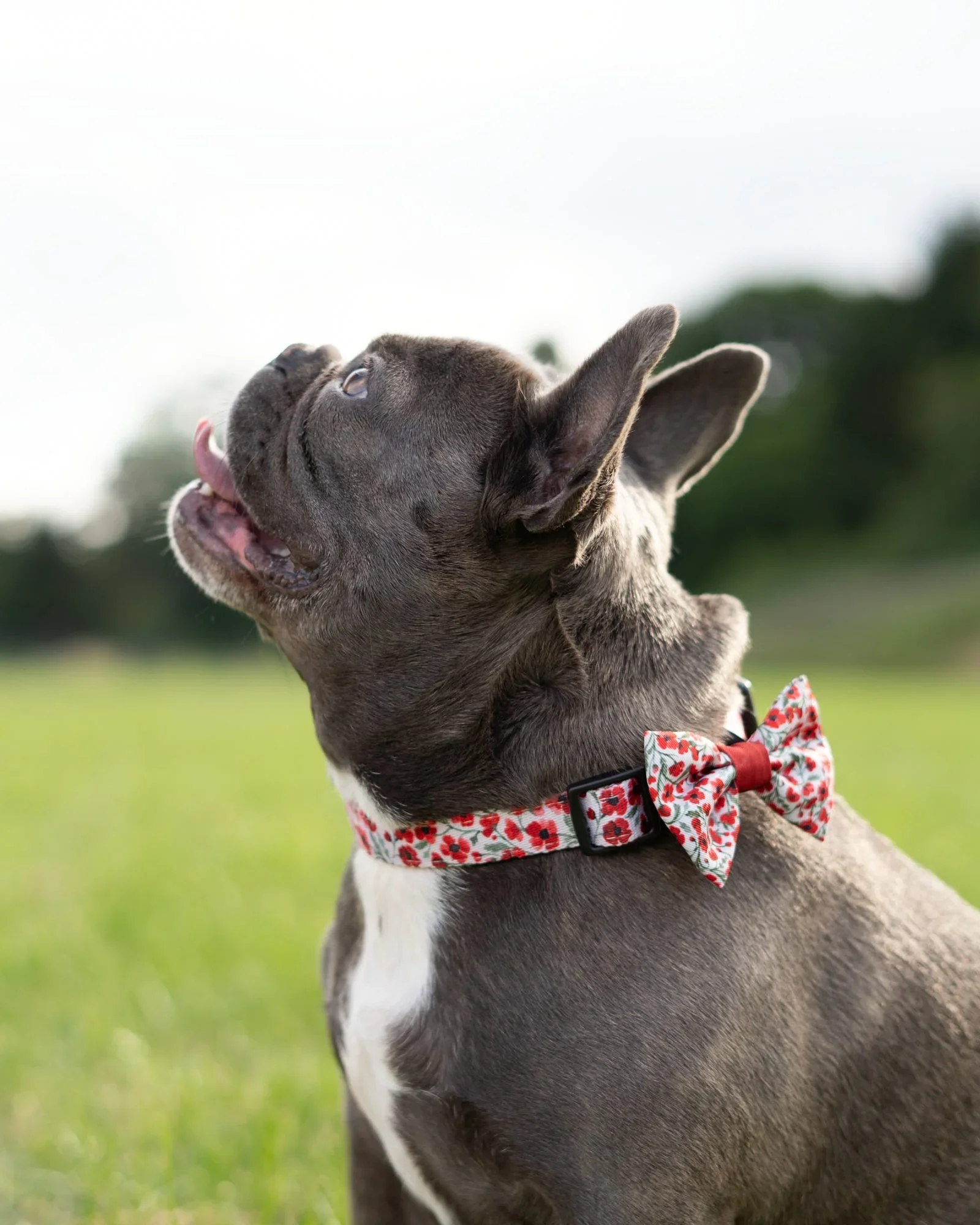 PaintedPoppiesCollarFrenchie.webp
