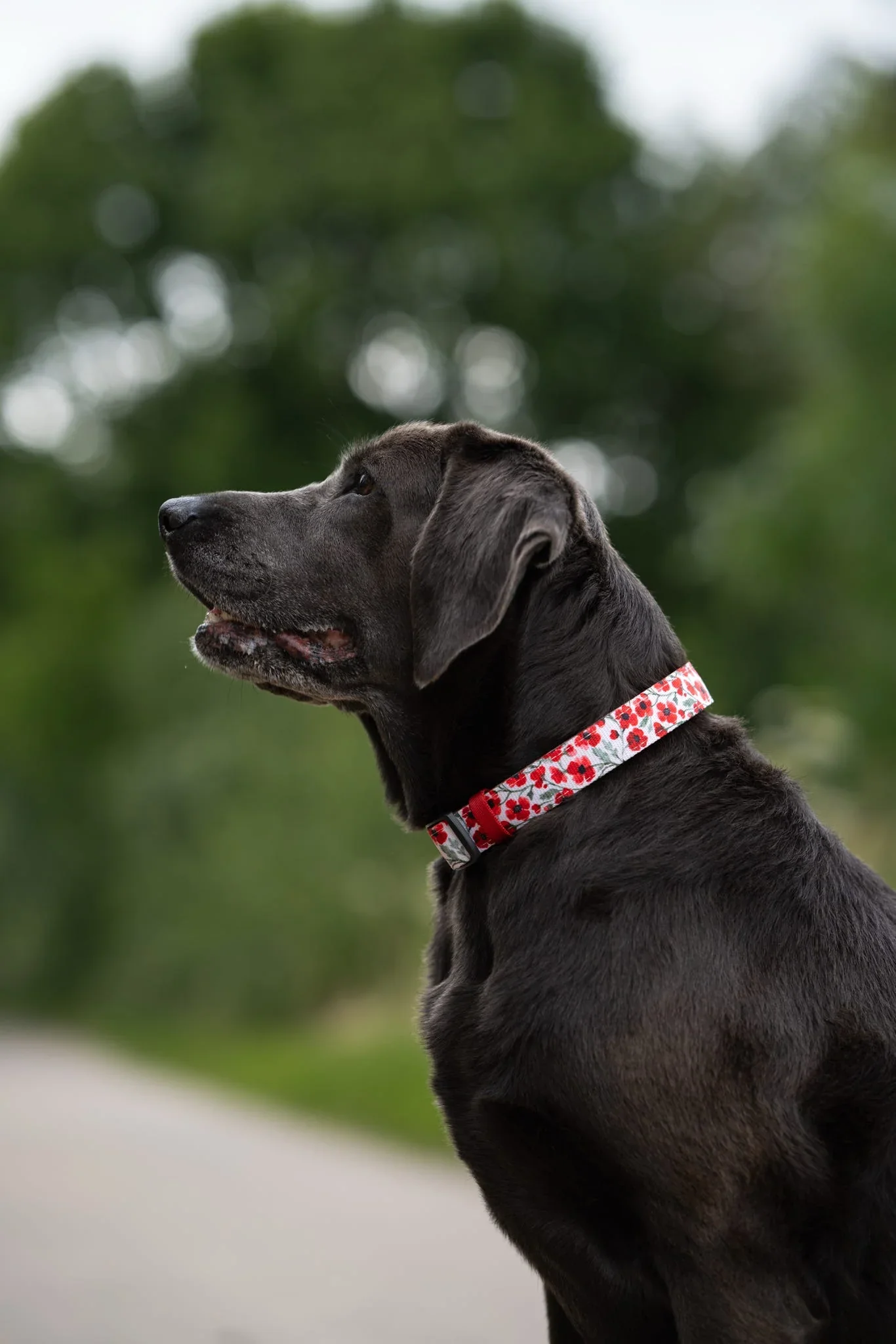 PaintedPoppiesCollarBlackLab.webp