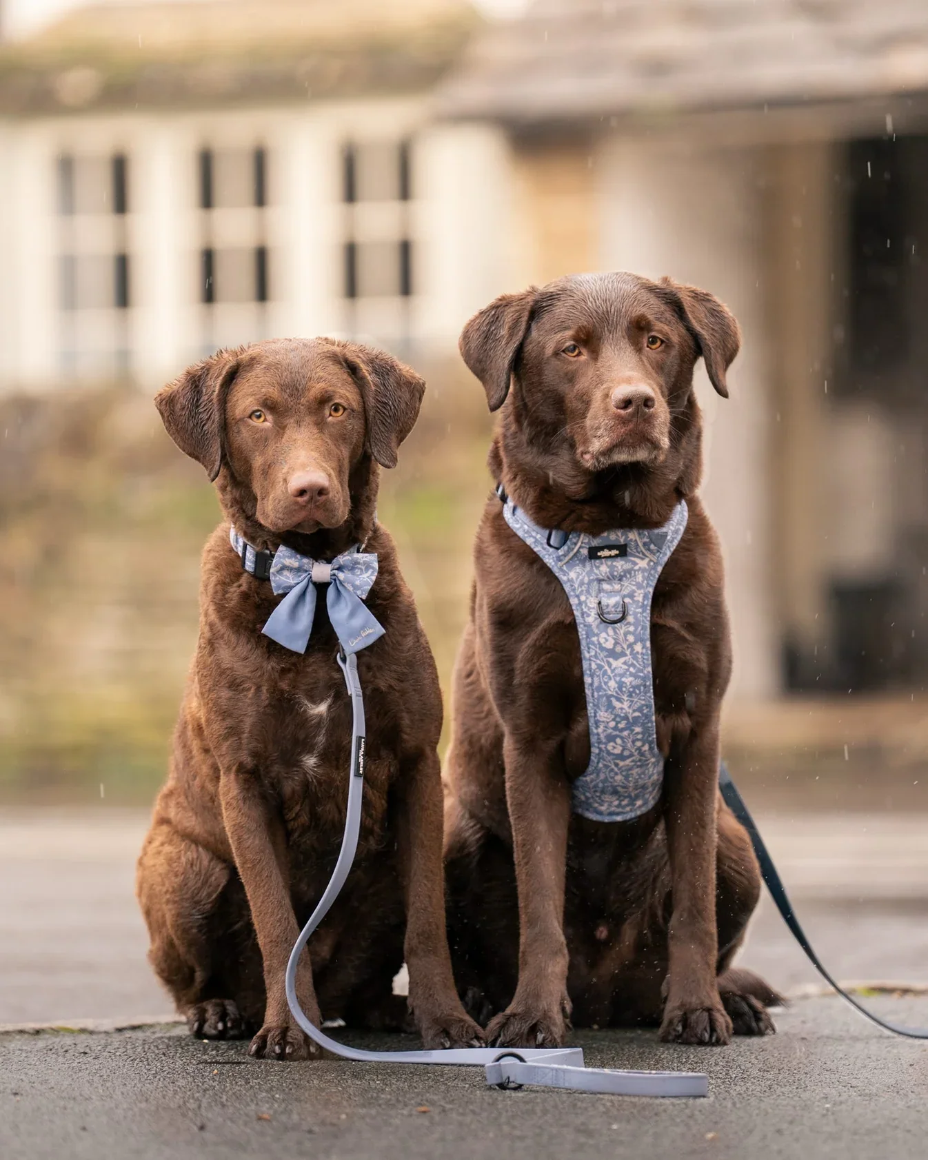 ShepherdsPurseLabs.webp