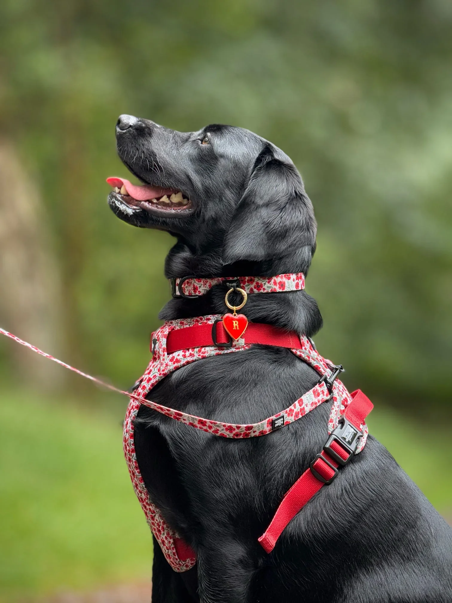 PaintedPoppiesBlackLab.webp