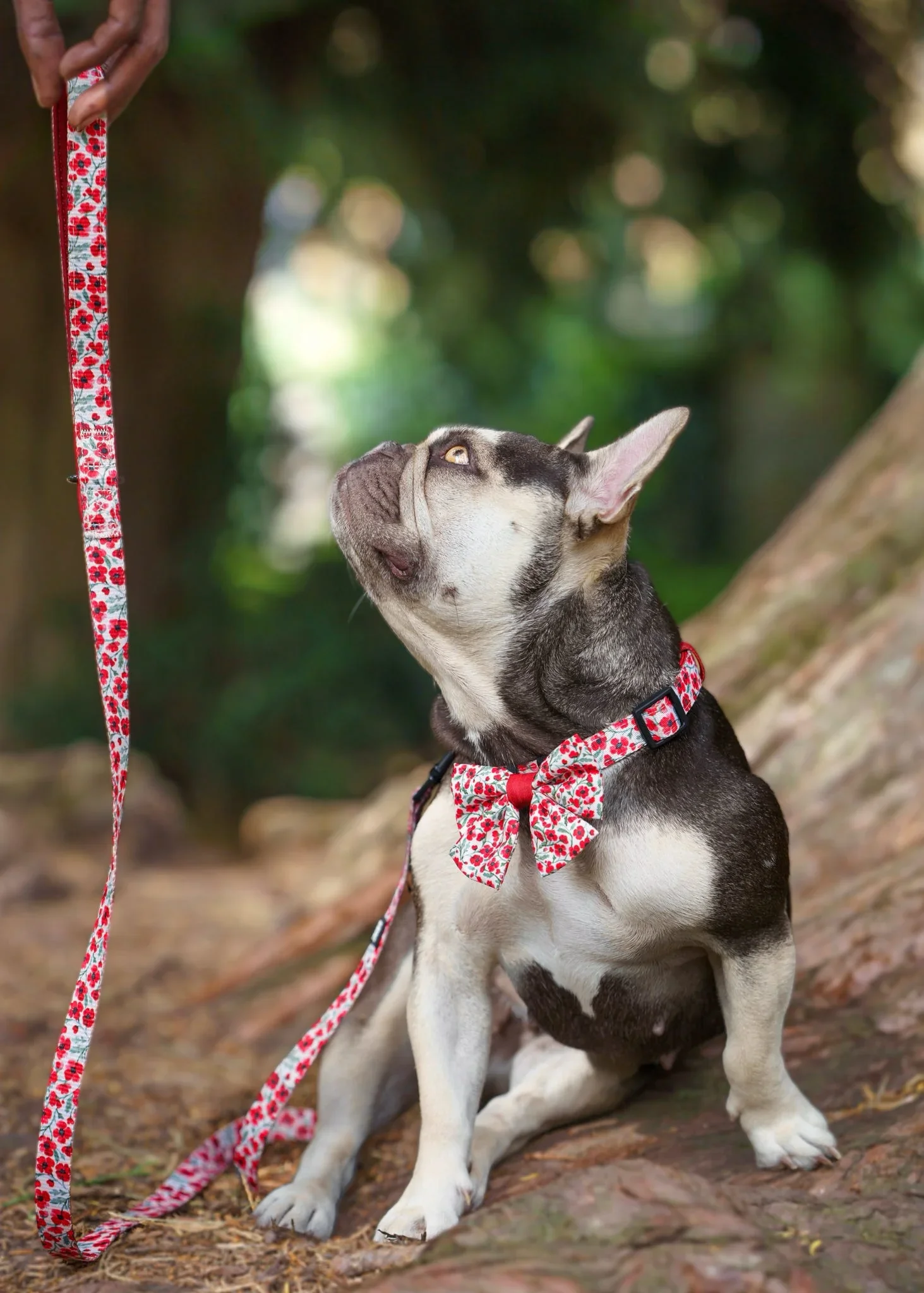 PaintedPoppiesBoxFrenchie.webp
