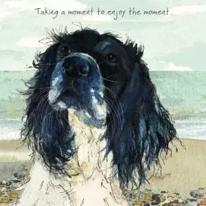 Springer Spaniel “Take a Moment to Enjoy the Moment” Greeting Card – By The Little Dog Laughed