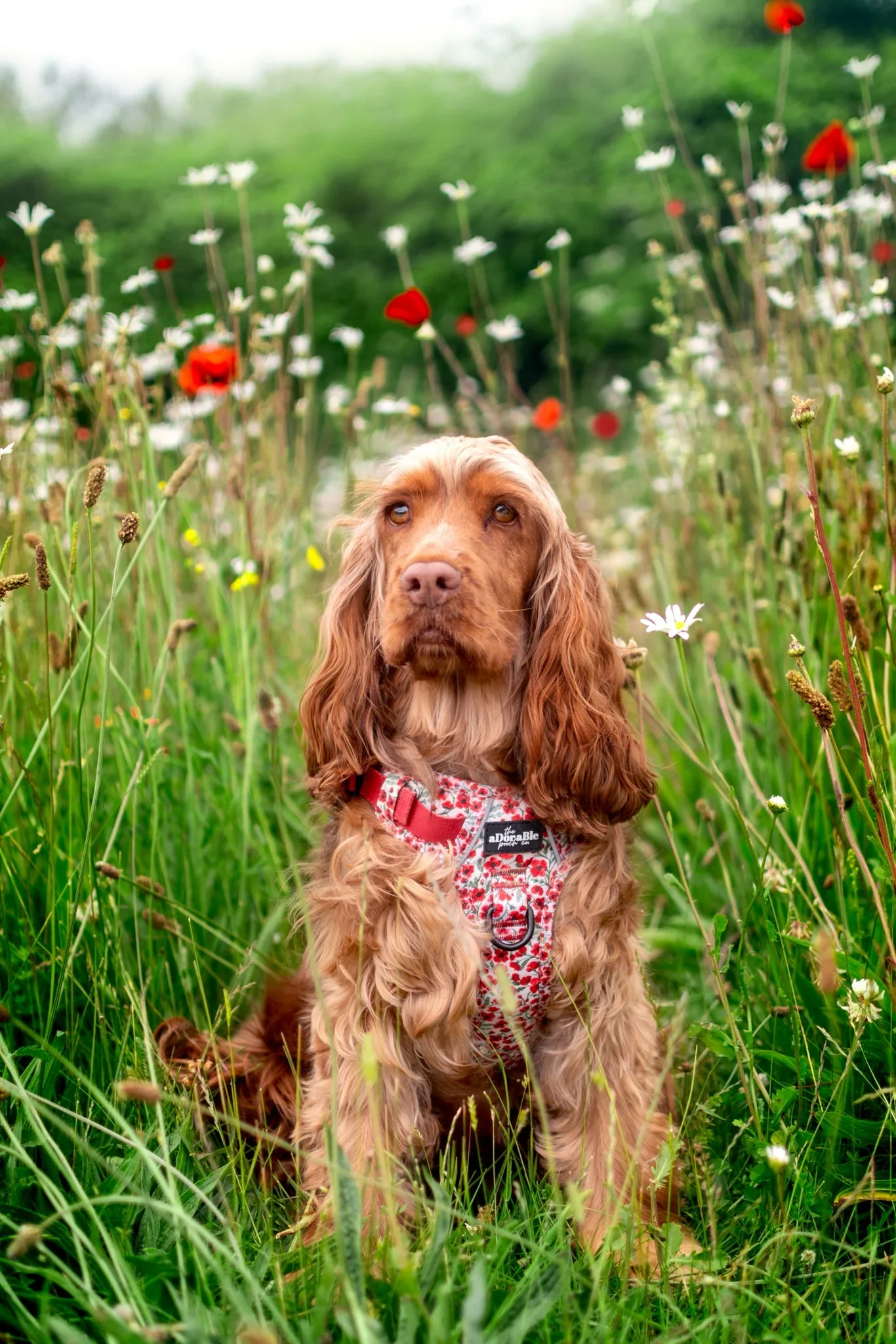 Hike & Go™ Harness – Painted Poppies by The aDoraBle Pooch Company