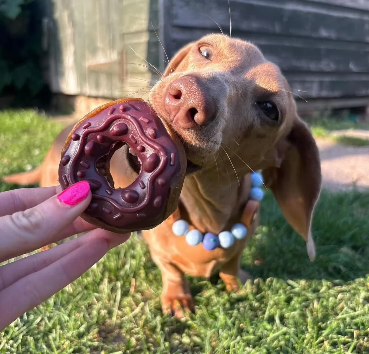 DashundwithDonut_1286x1234.jpg