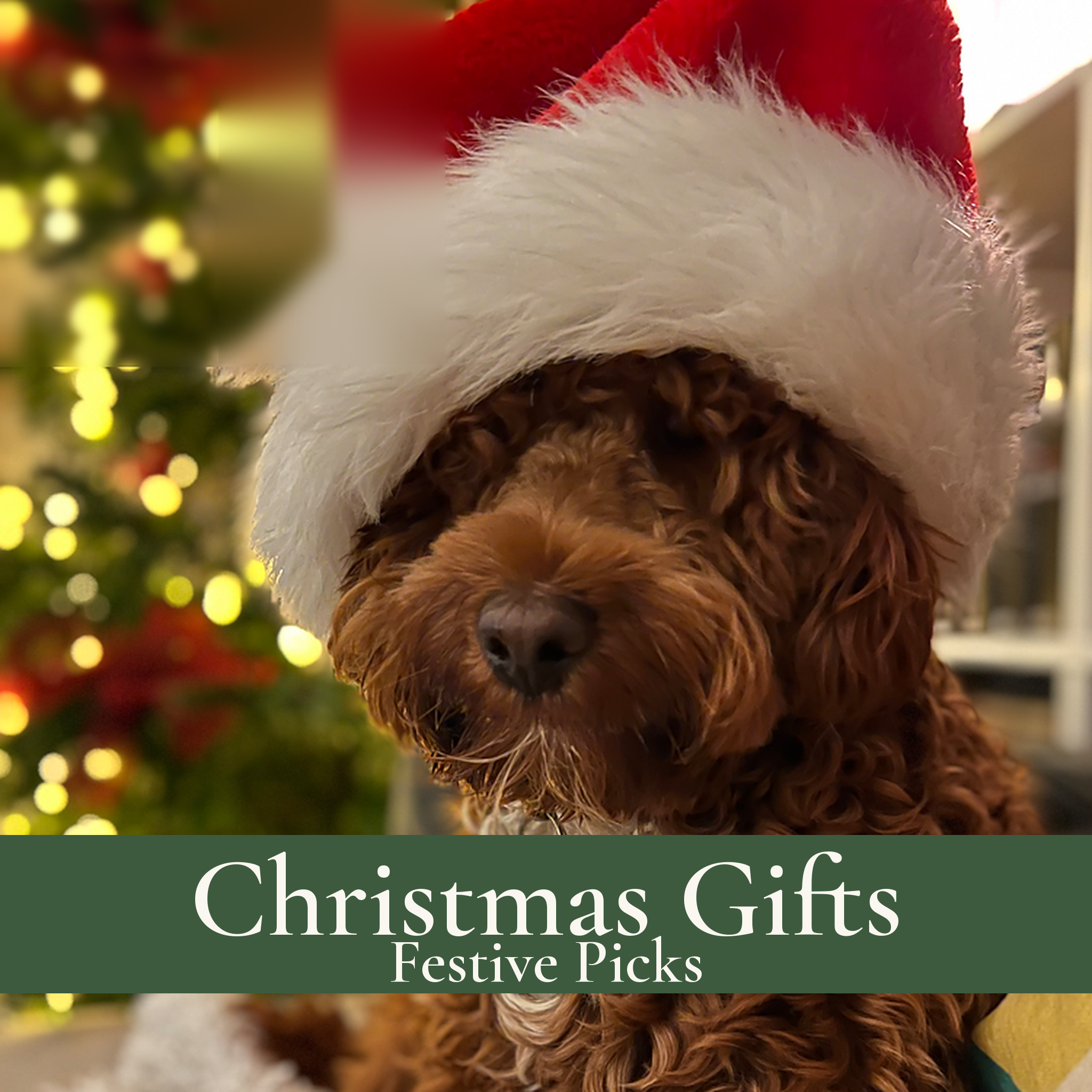 Cockapoo in a Santa hat in front of a Christmas tree