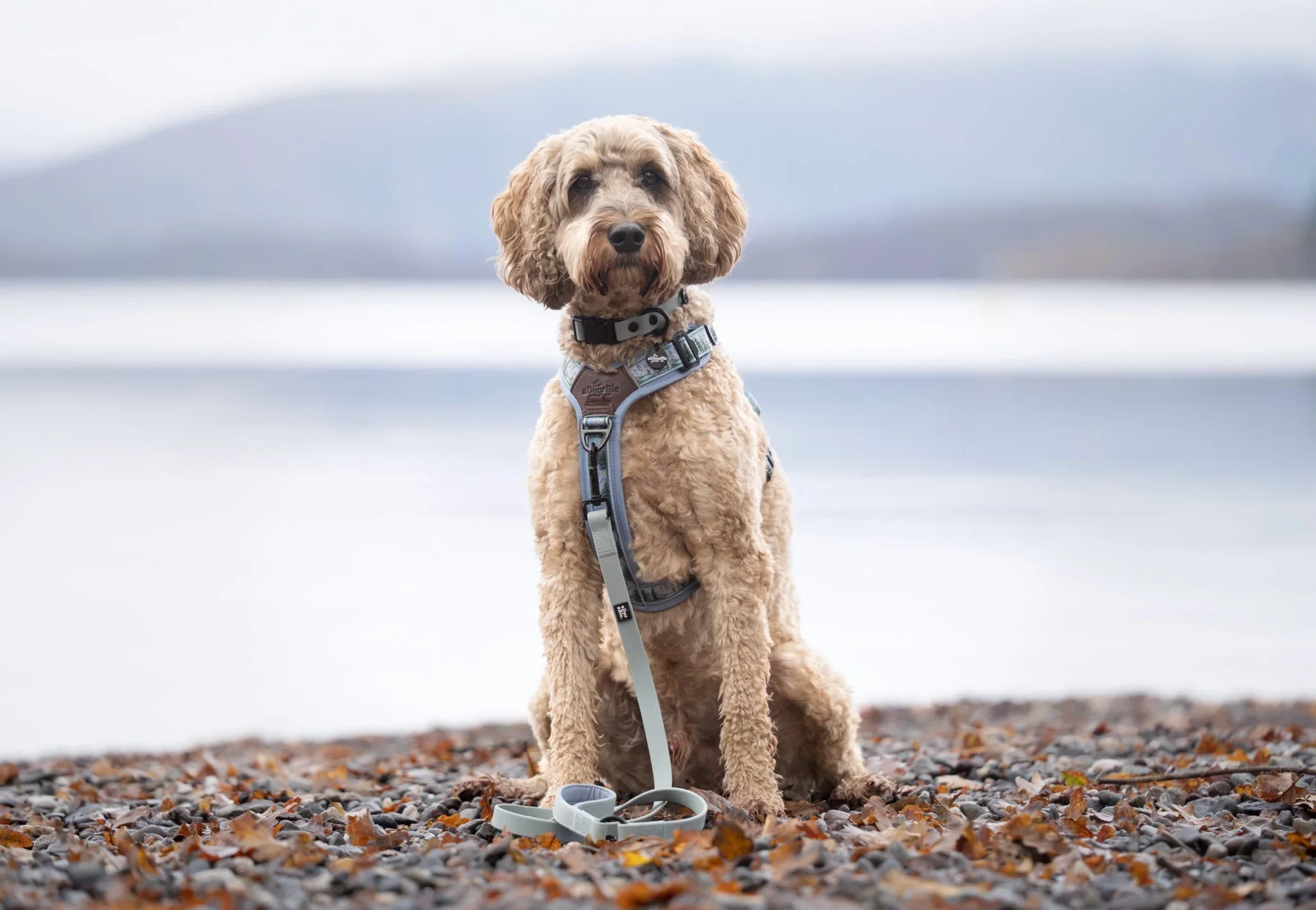 HydroFlexDogLeadSkyBluedog.webp