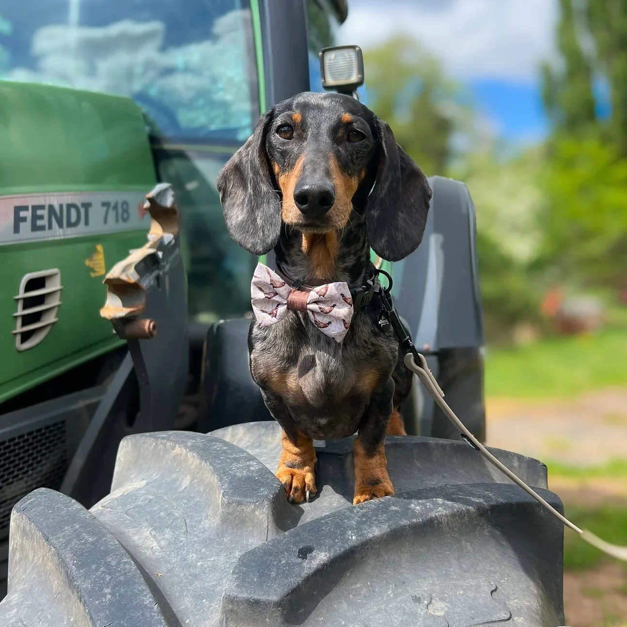 FarmyardPheasantBowTie Daschund.webp