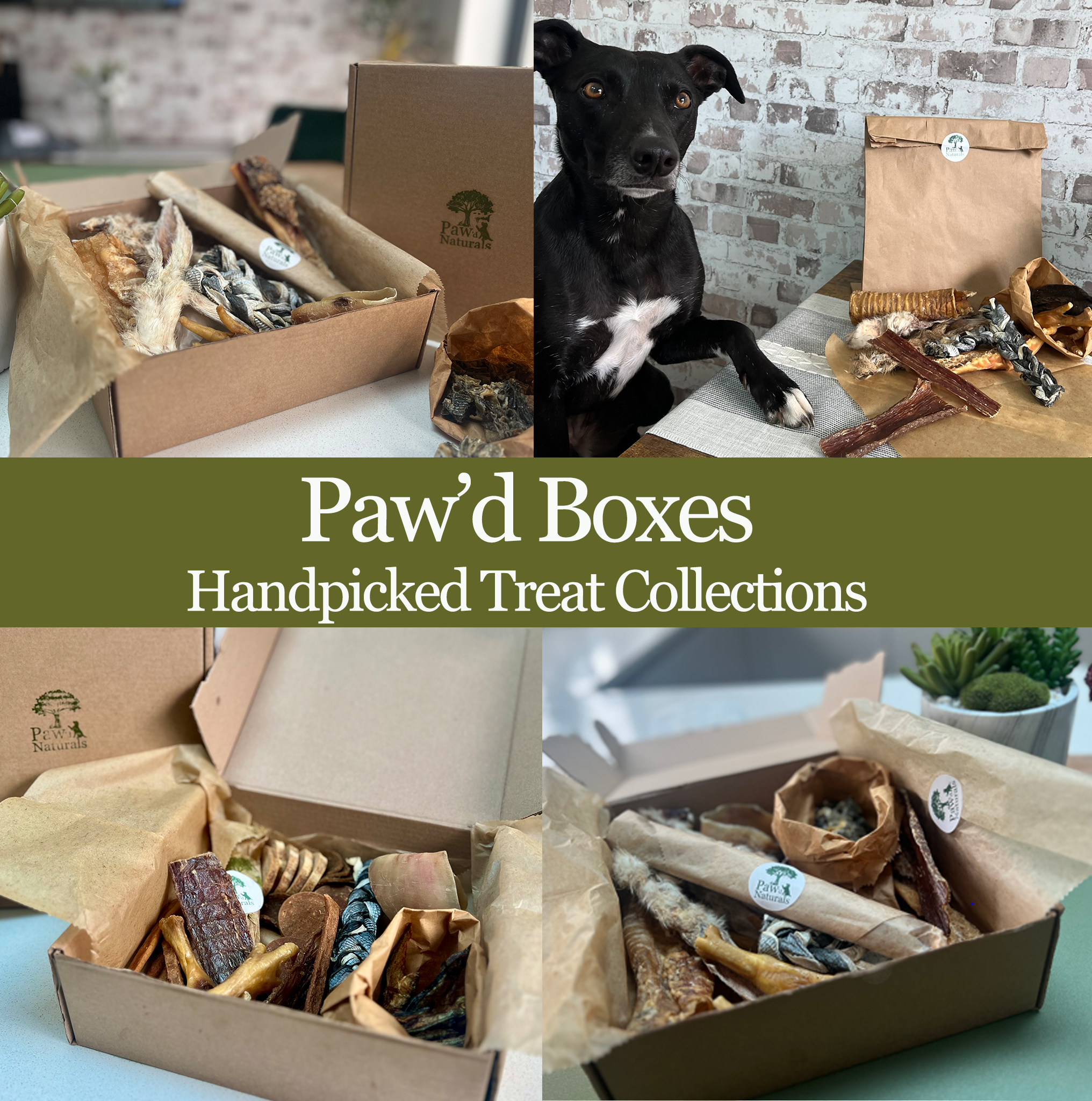 PawdBoxes.png