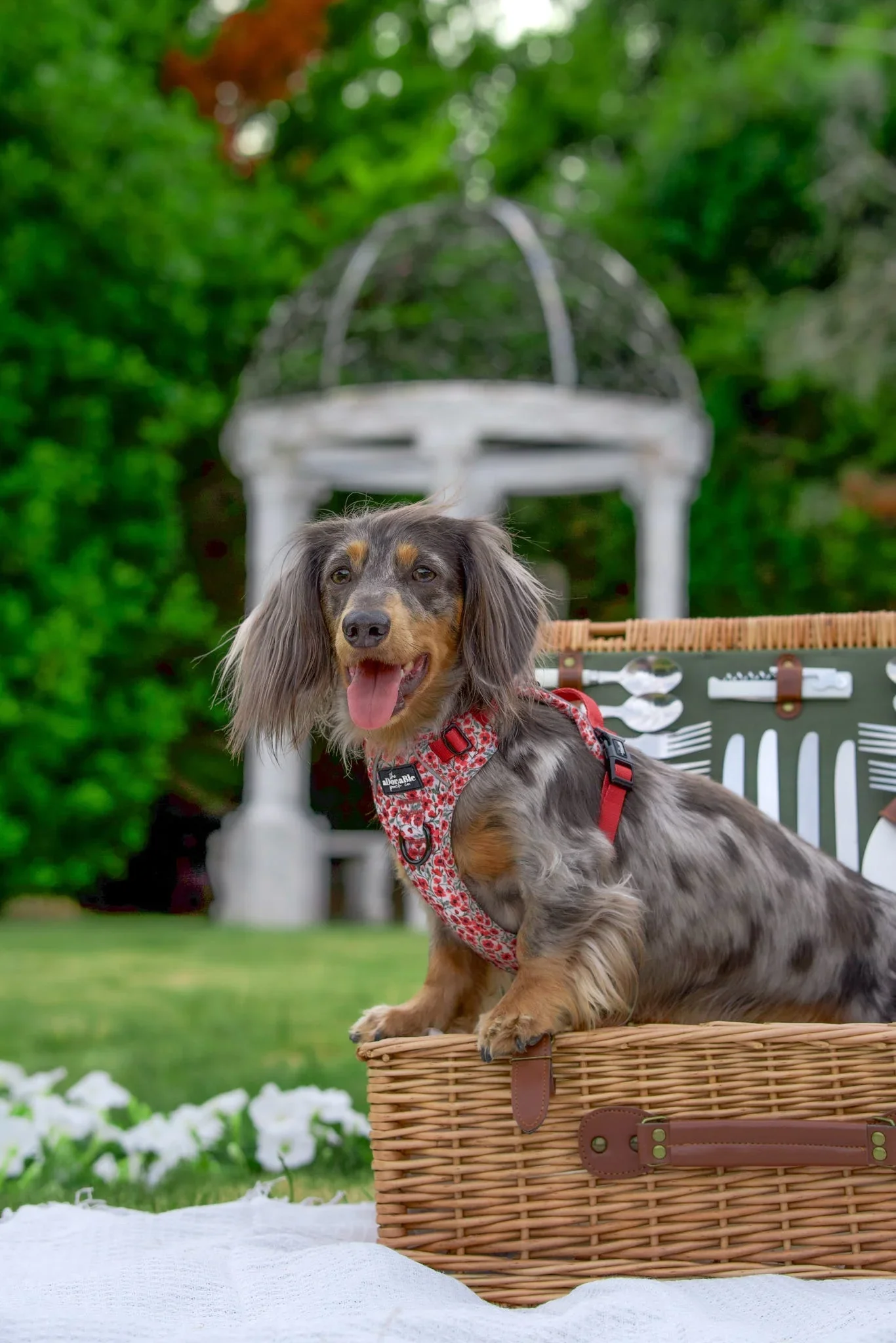 PaintedPoppiesDaschund.webp