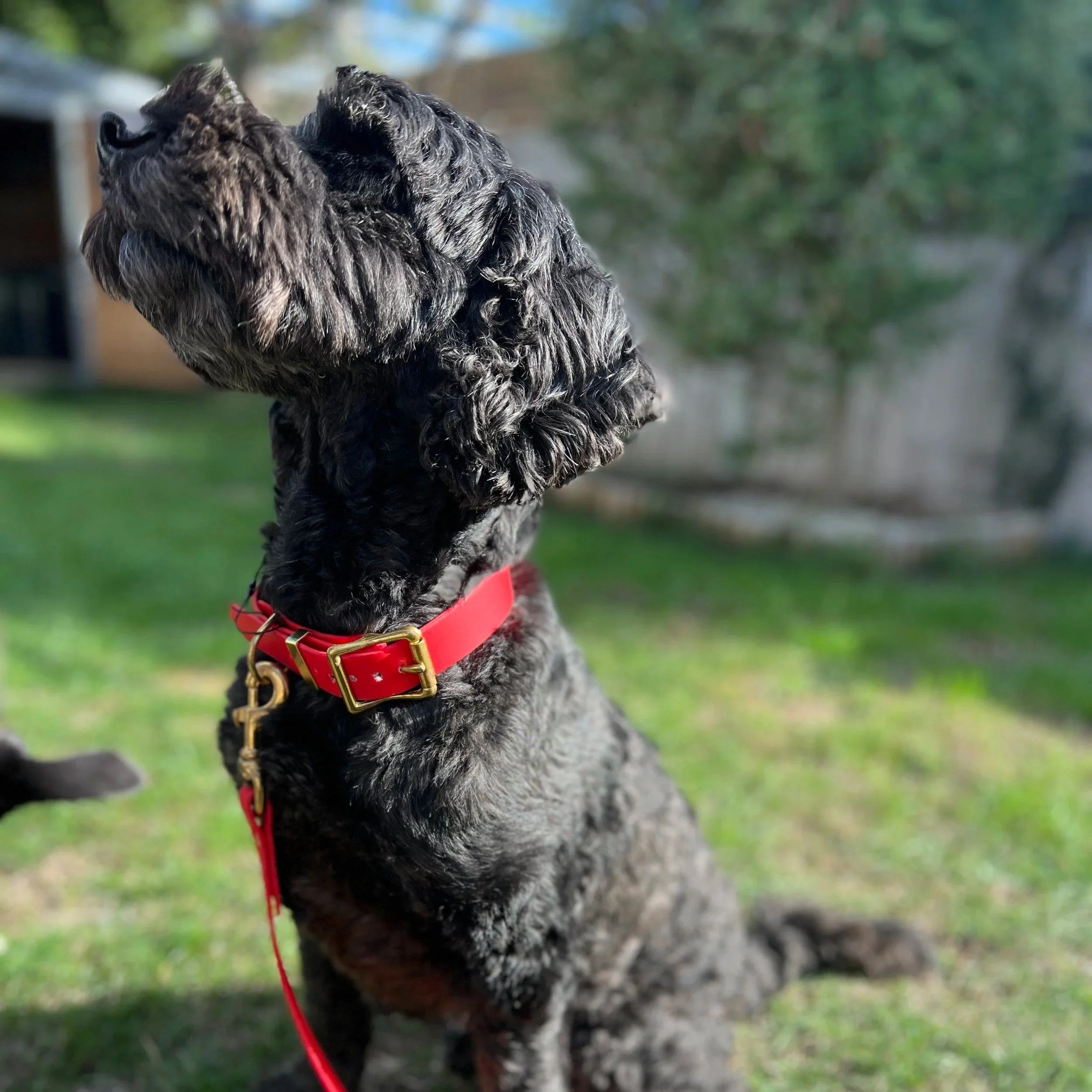 All Weather Biothane® Dog Collar by Storeys & Tails - Red
